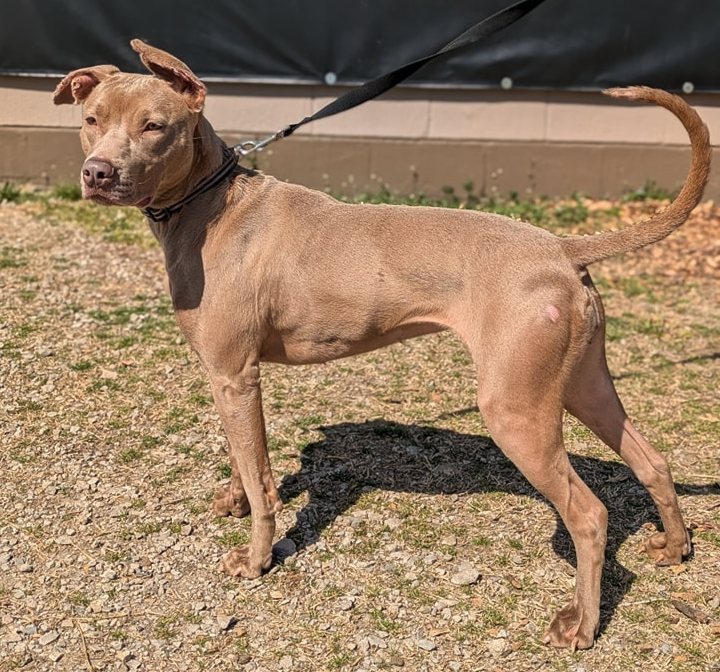 notorious-dog-rescue-hazel-02.png