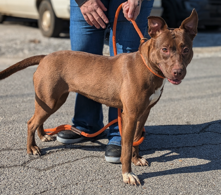 notorious-dog-rescue-velma-08.png