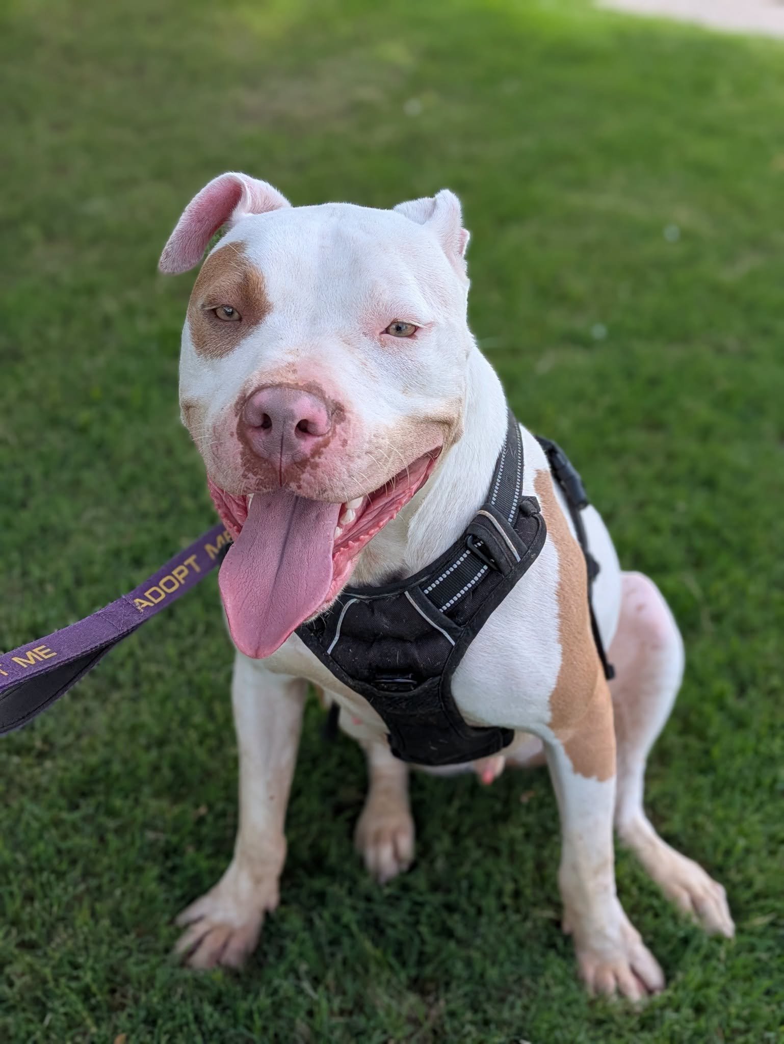 Porkchop