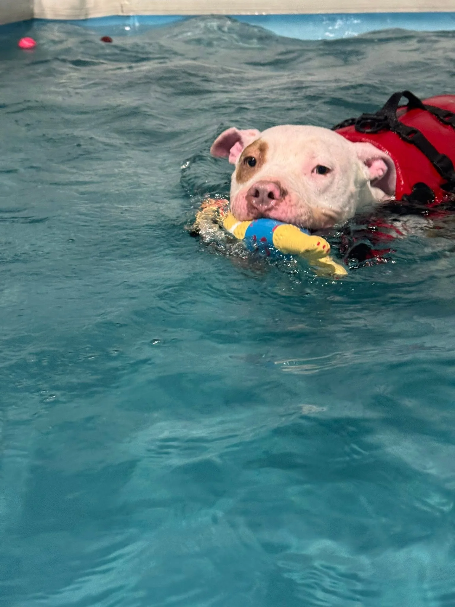 notorious-dog-rescue-porkchop-04.jpg