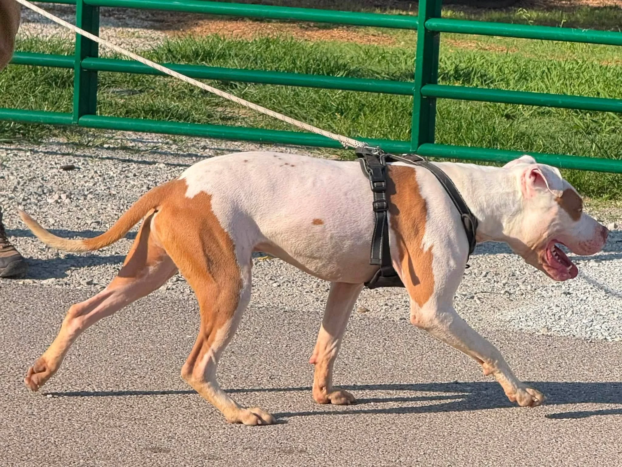 notorious-dog-rescue-porkchop-05.jpg