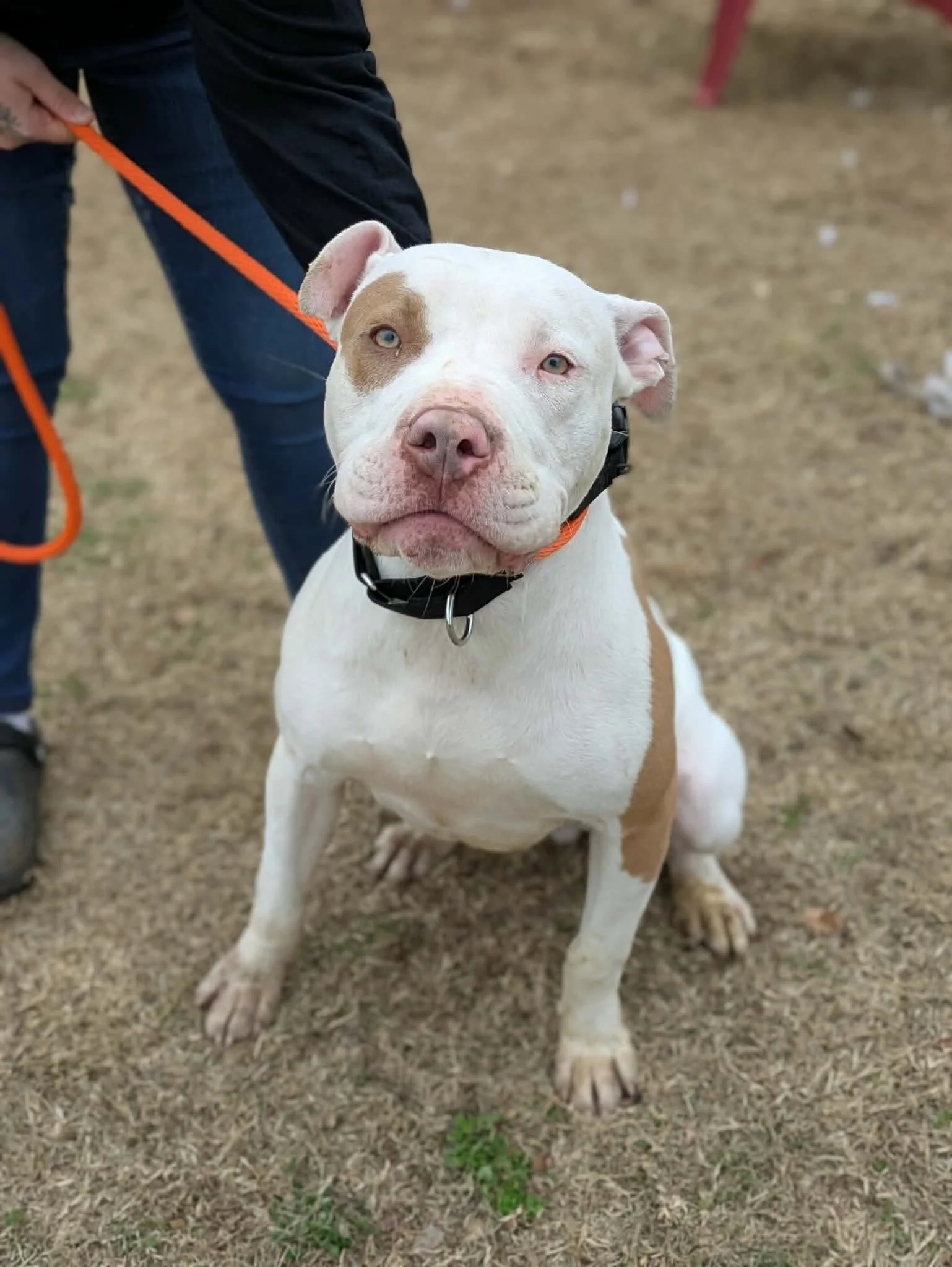 notorious-dog-rescue-porkchop-10.jpg
