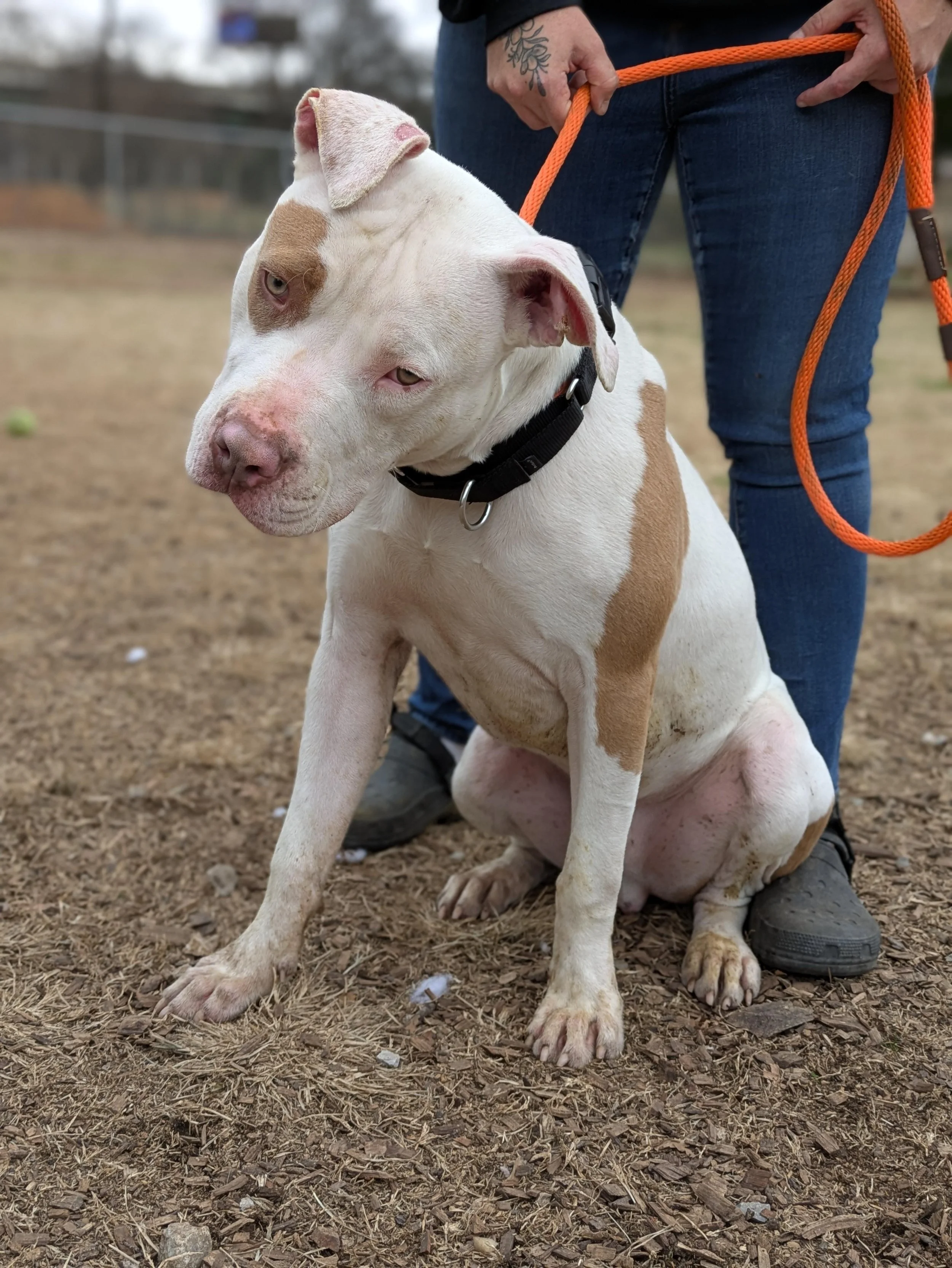 notorious-dog-rescue-porkchop-11.jpg