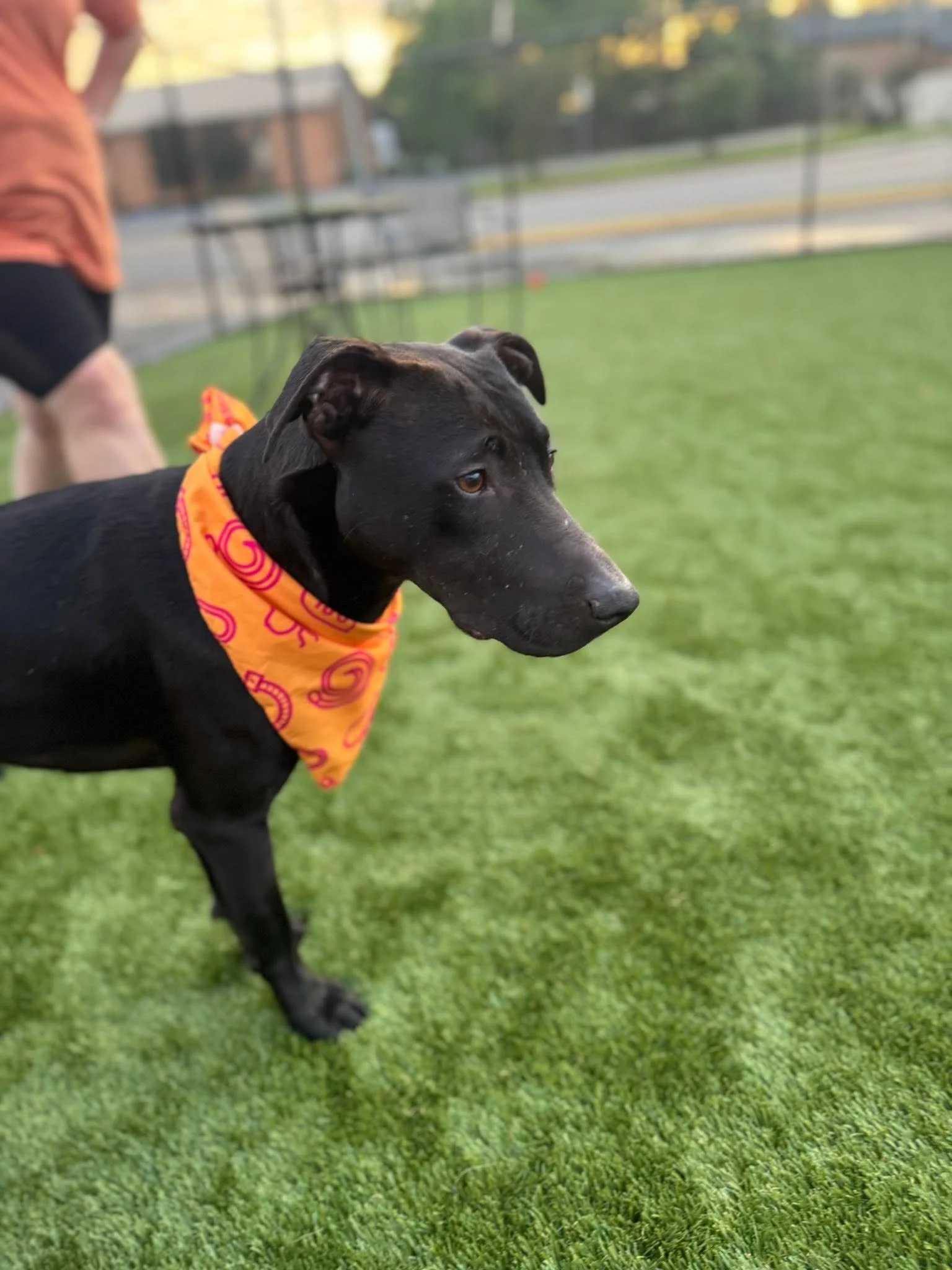 notorious-dog-rescue-naji-06.jpg