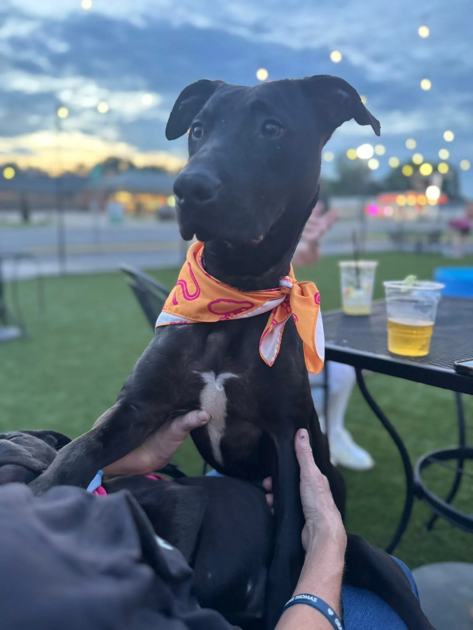 notorious-dog-rescue-naji-10.jpg