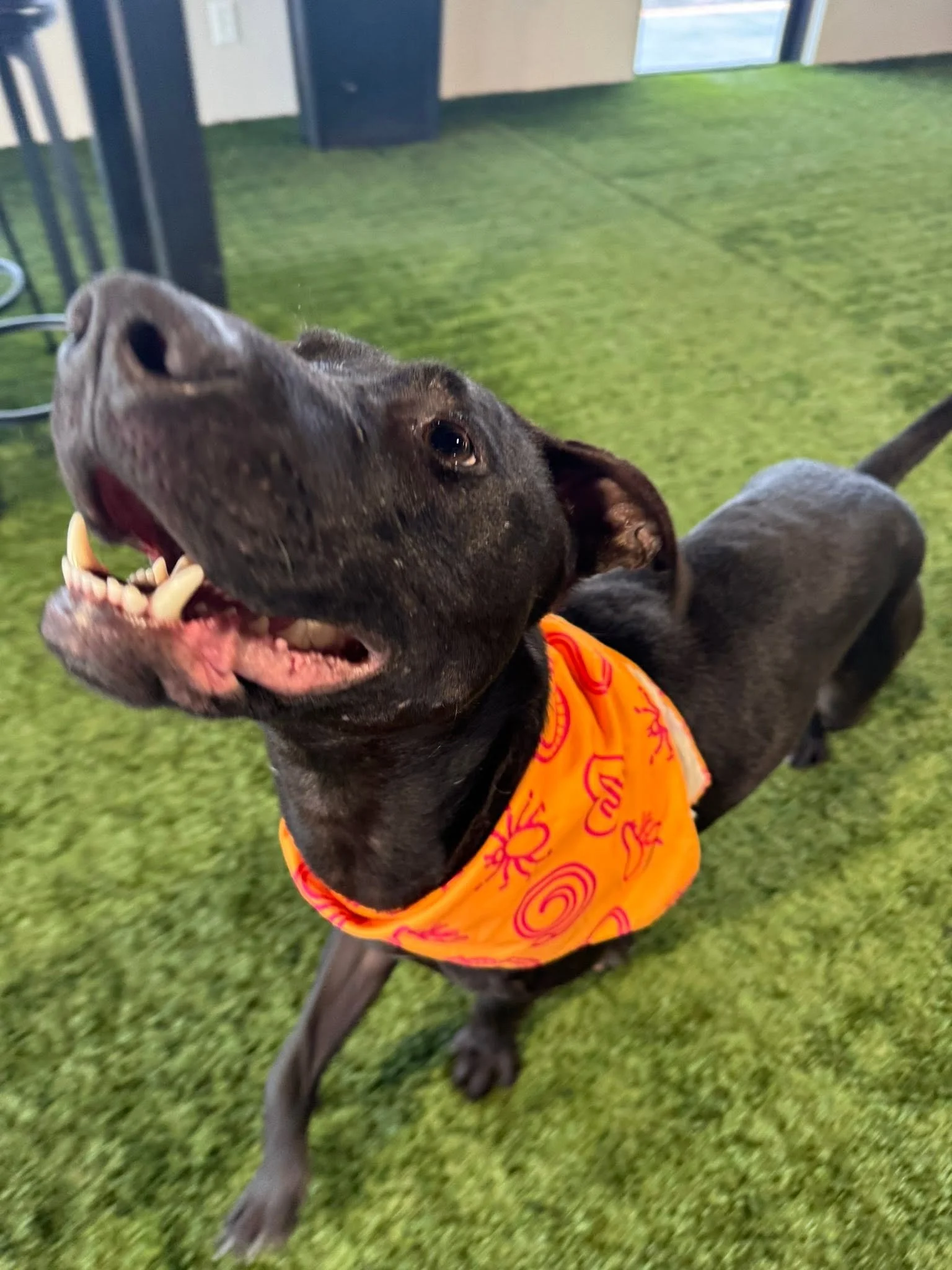 notorious-dog-rescue-naji-12.jpg