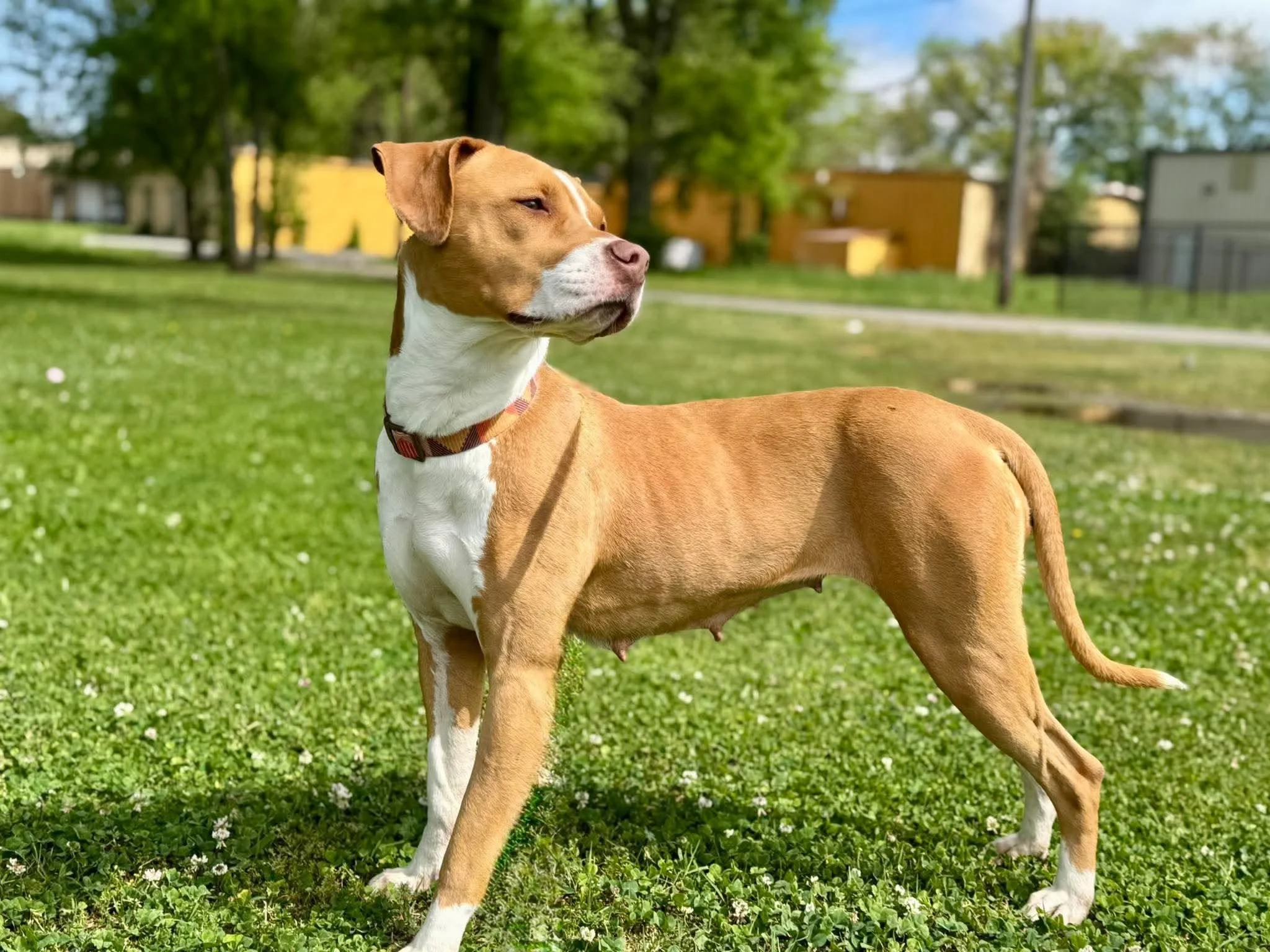 notorious-dog-rescue-sage-02.jpg