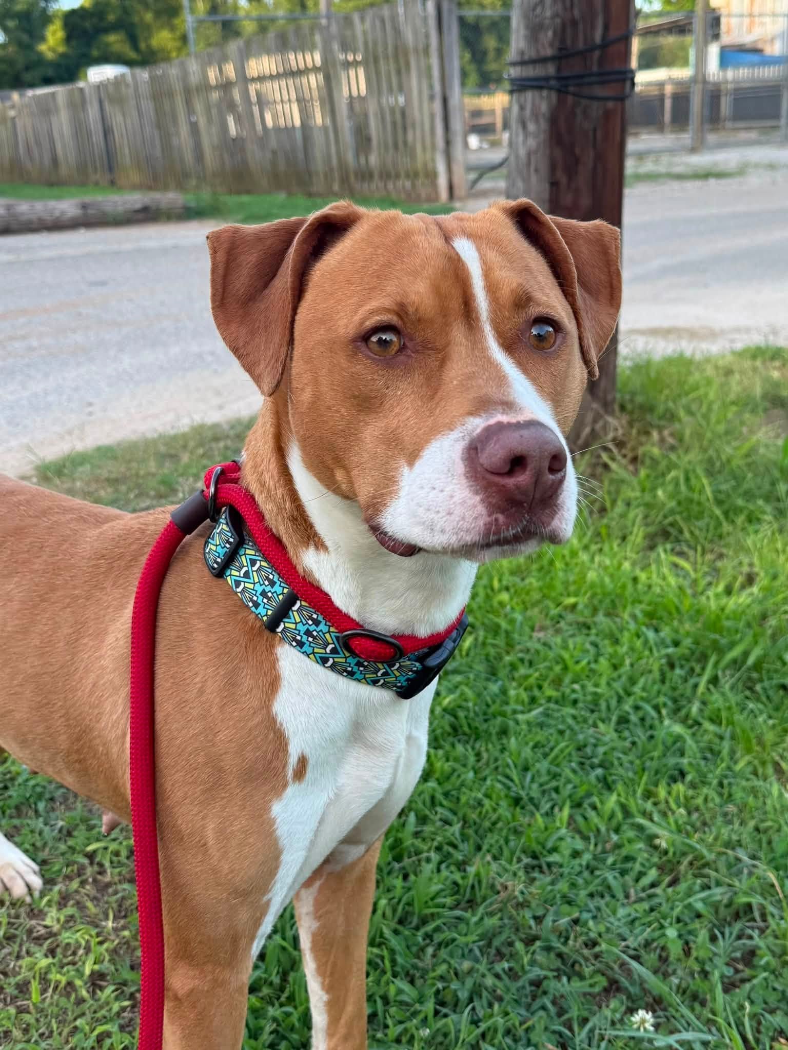 notorious-dog-rescue-sage-05.jpg