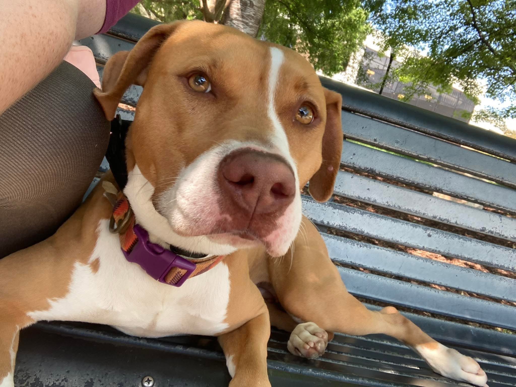 notorious-dog-rescue-sage-06.jpg