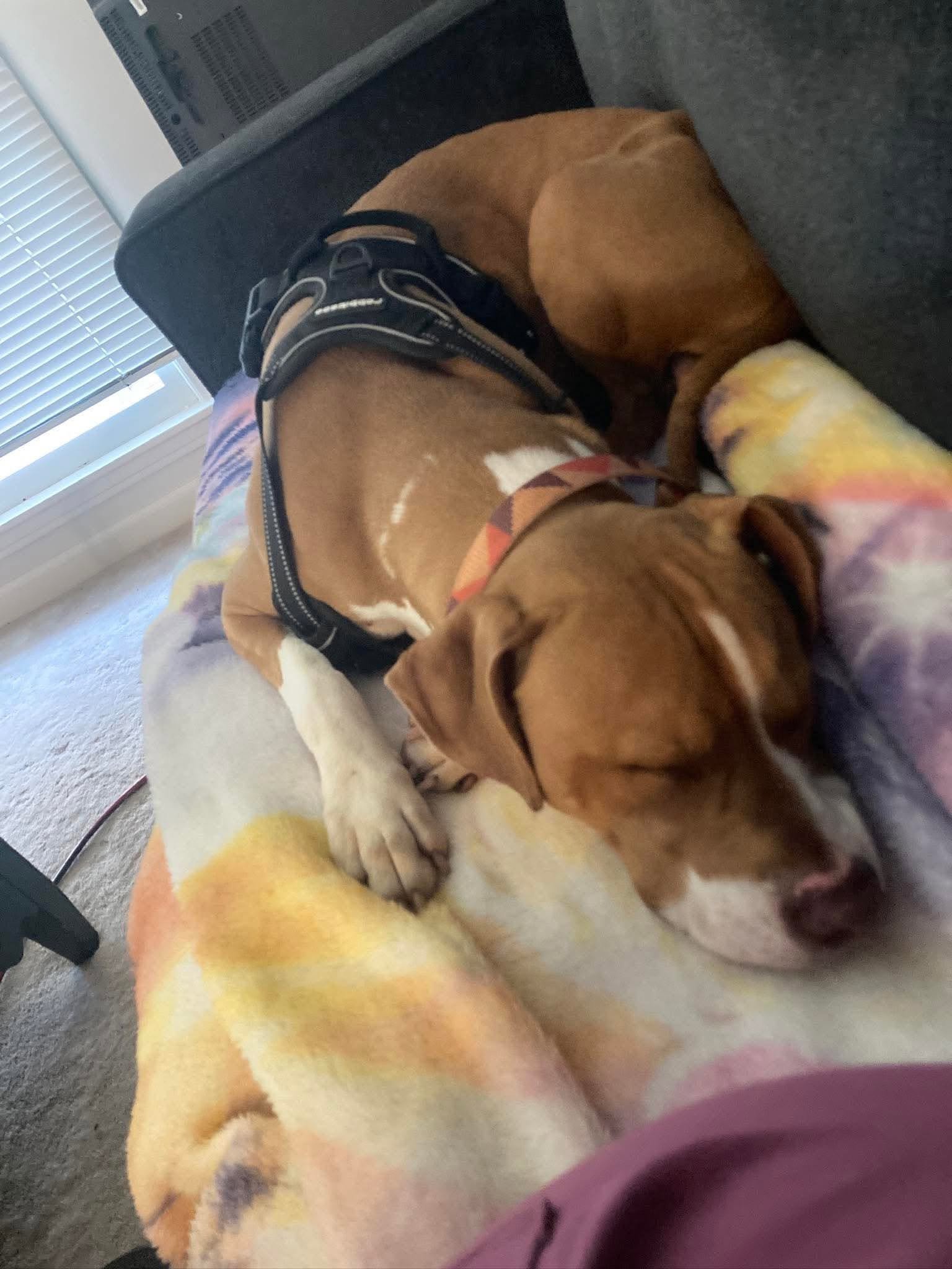 notorious-dog-rescue-sage-07.jpg