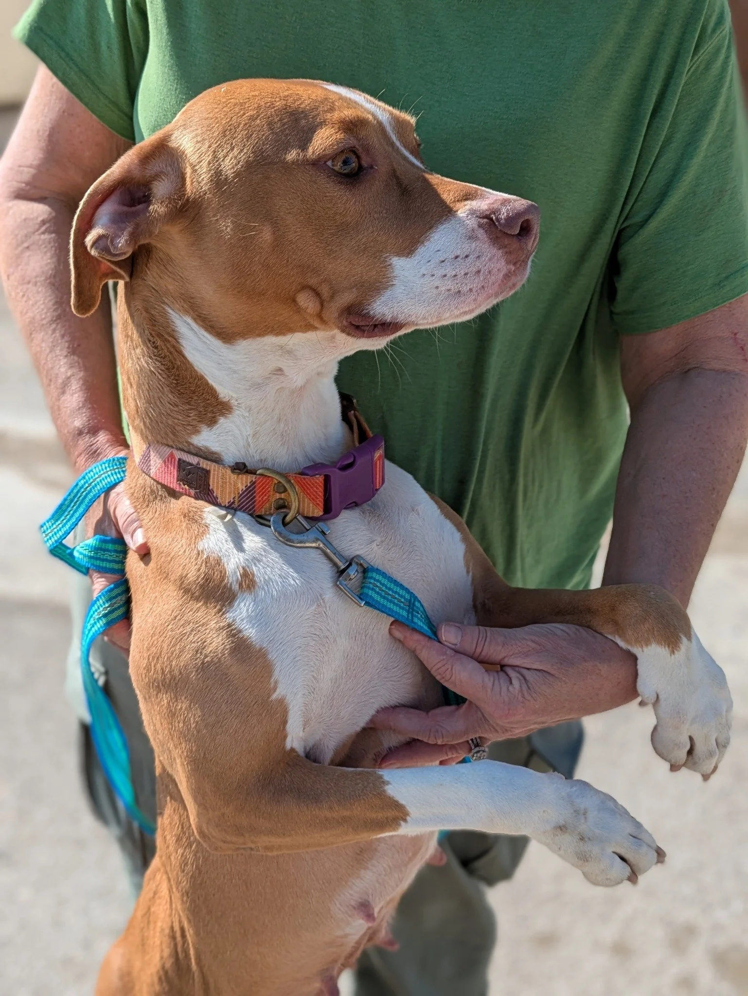 notorious-dog-rescue-sage-08.jpg