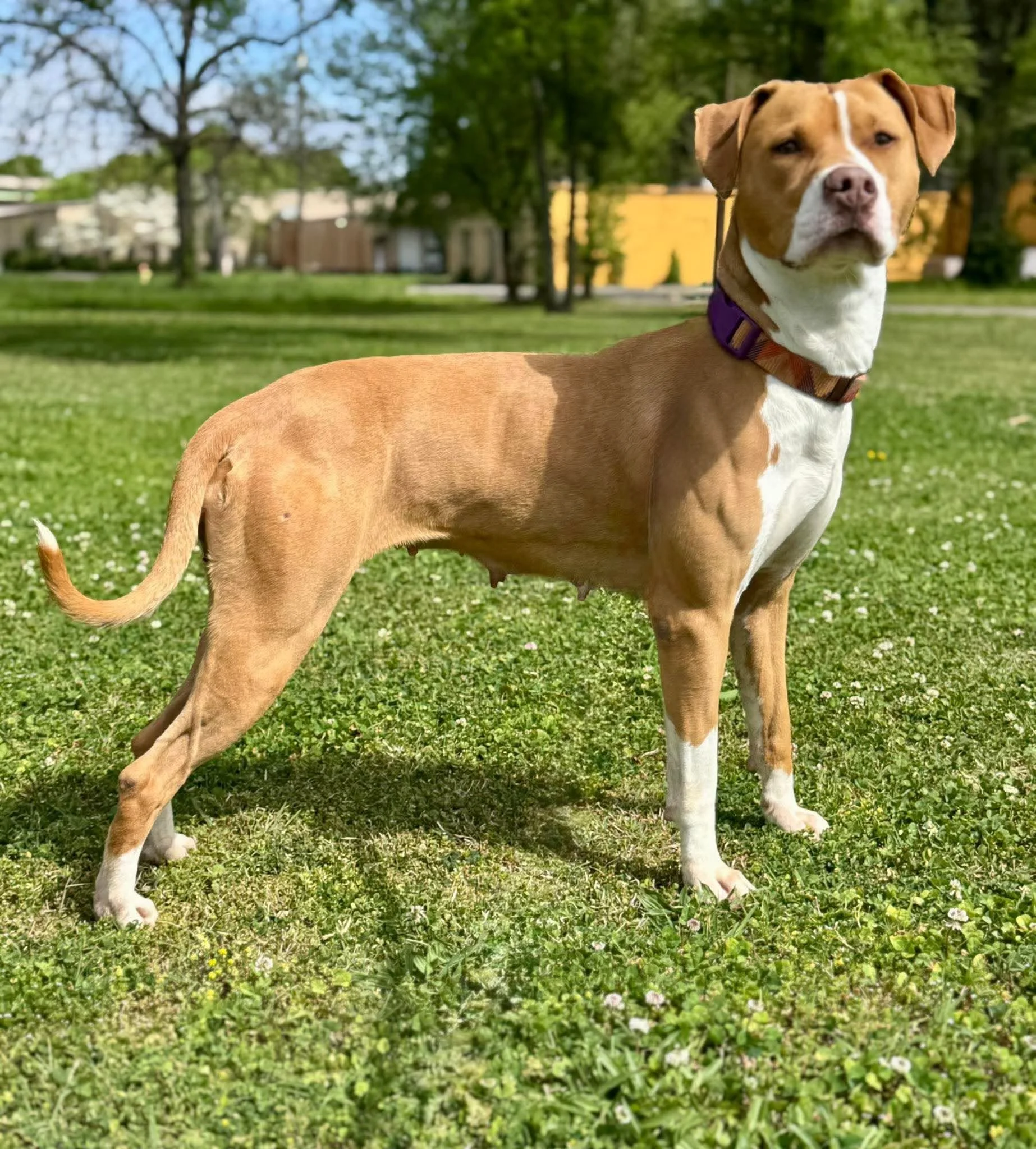 notorious-dog-rescue-sage-09.jpg