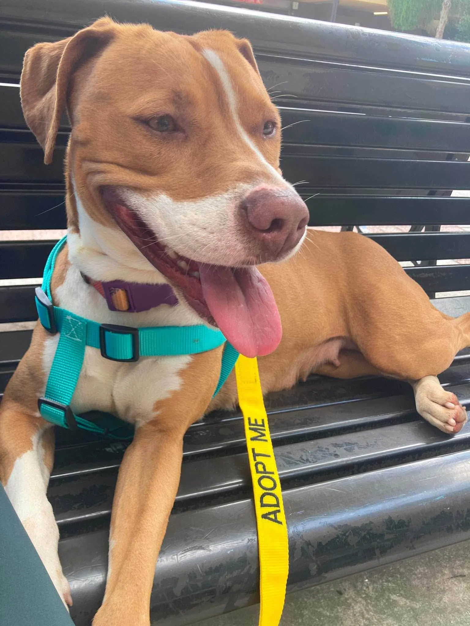 notorious-dog-rescue-sage-10.jpg
