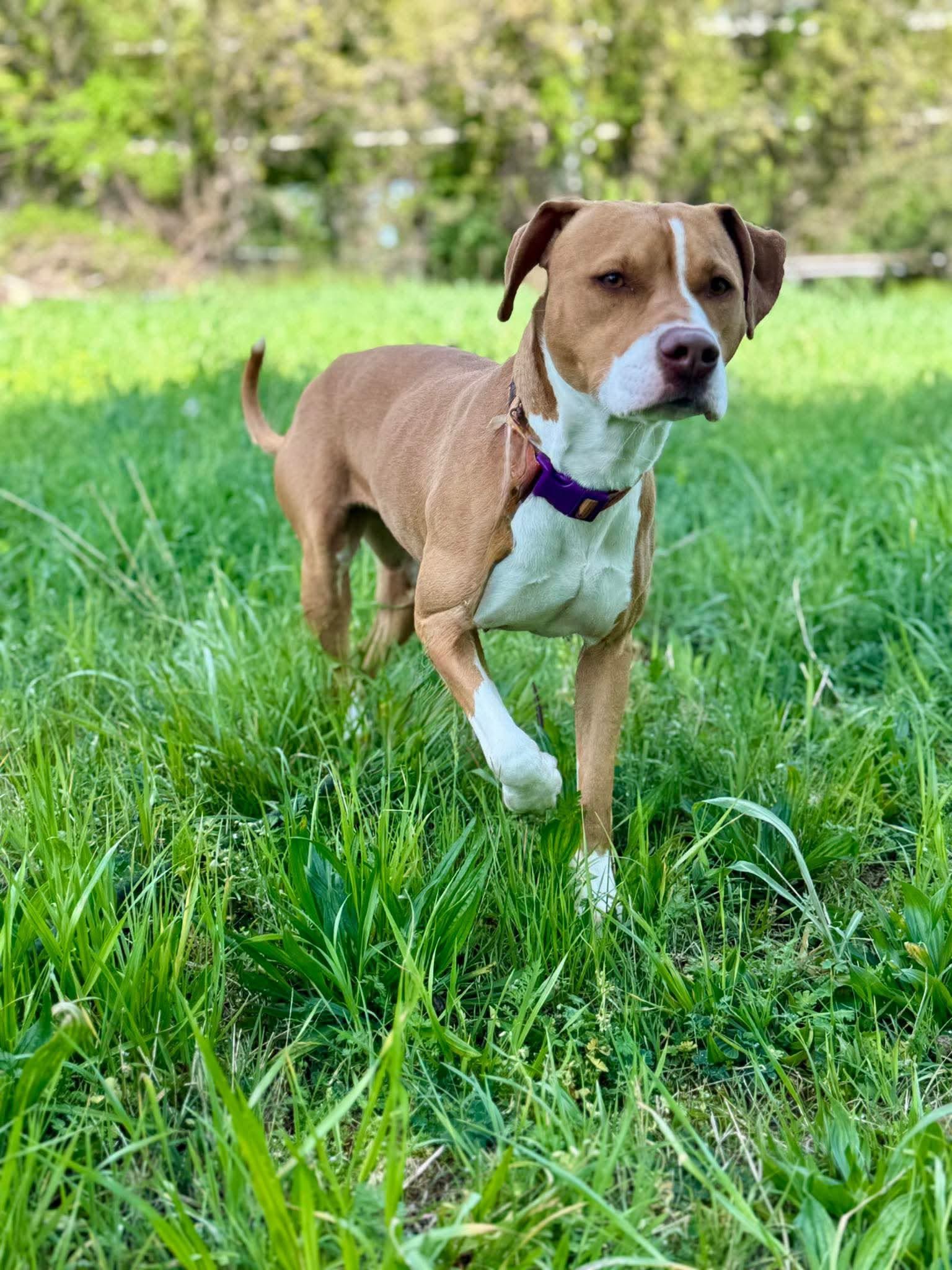 notorious-dog-rescue-sage-11.jpg