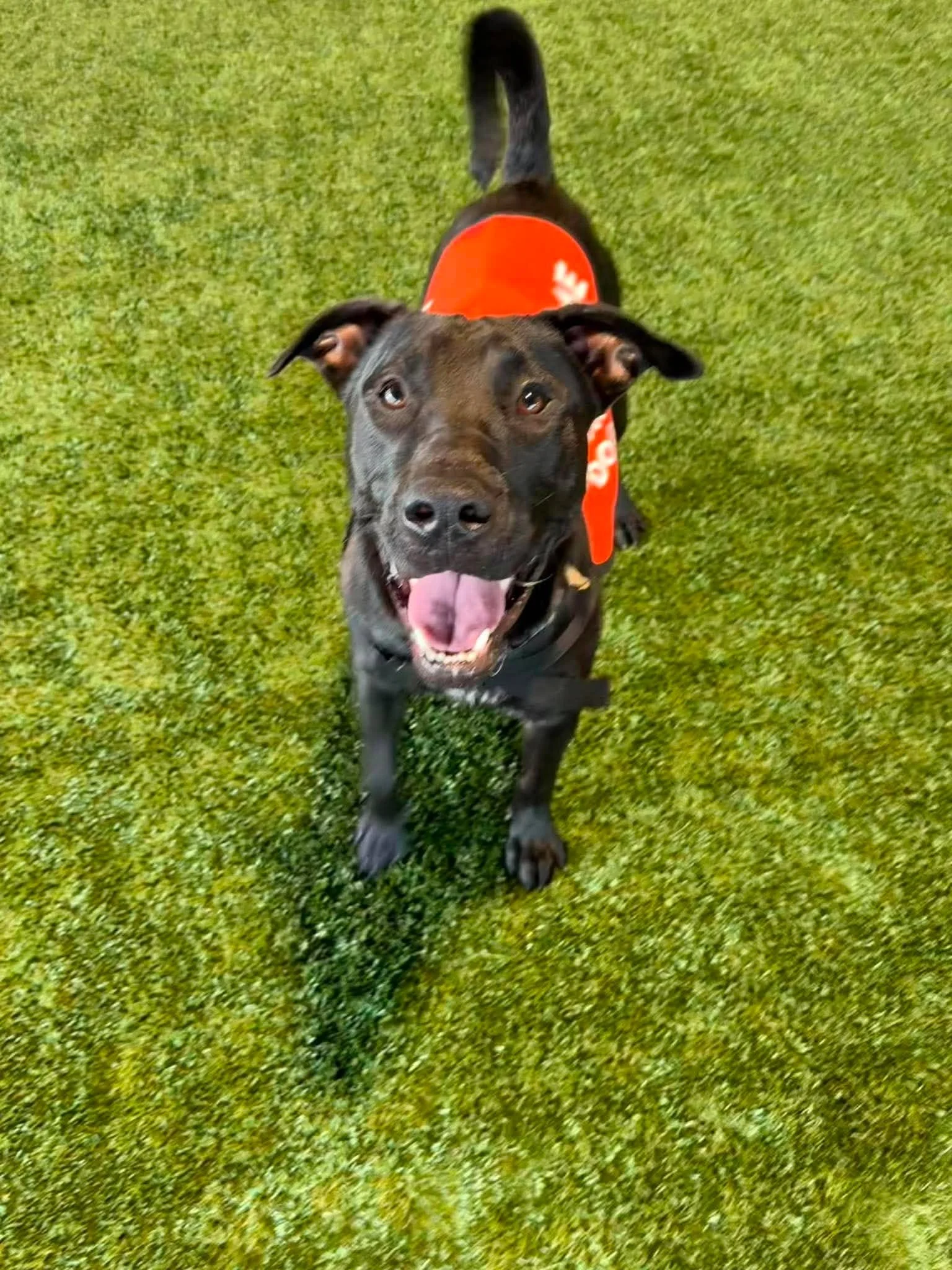 notorious-dog-rescue-cash-03.jpg