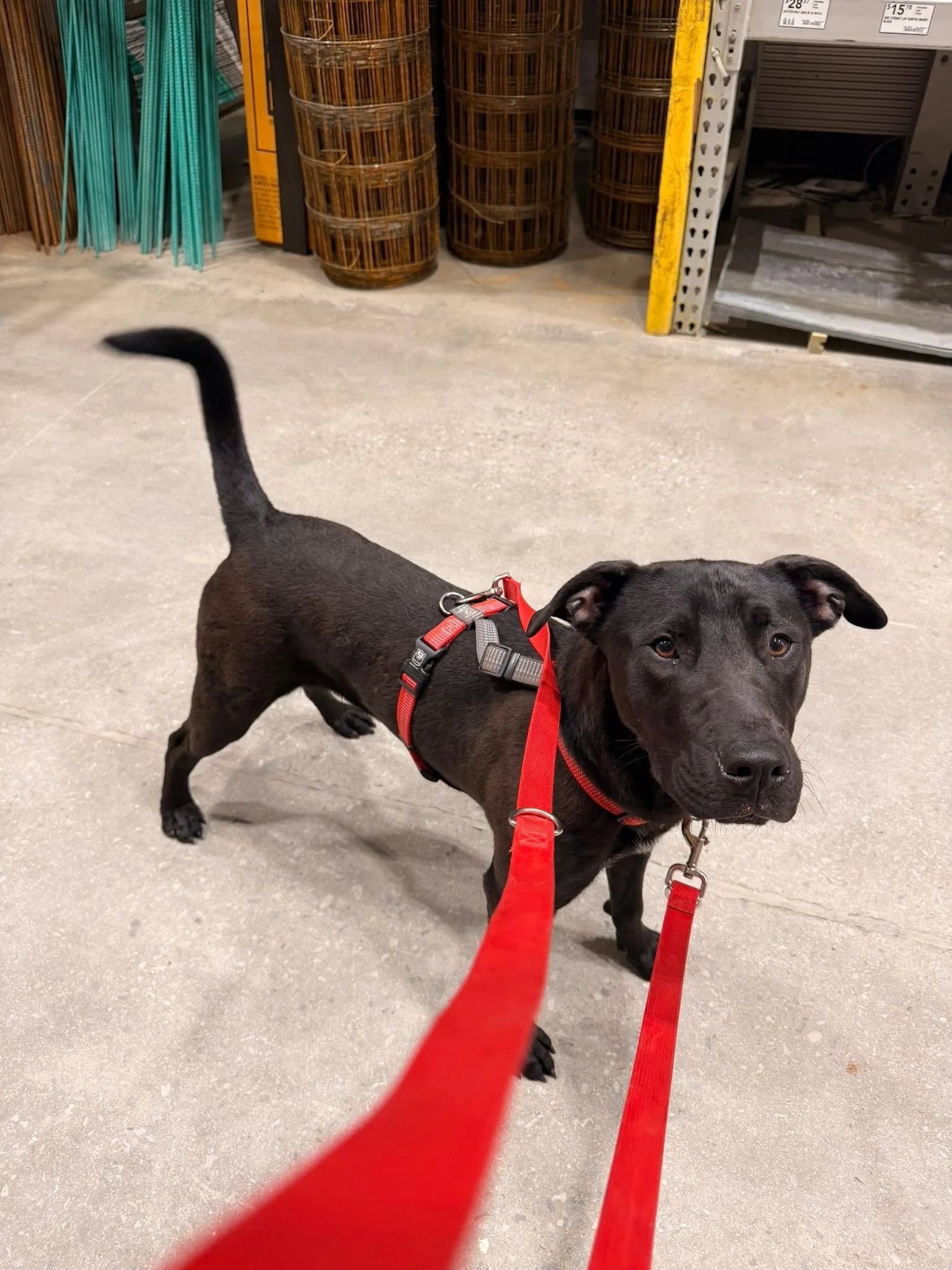 notorious-dog-rescue-cash-04.jpg
