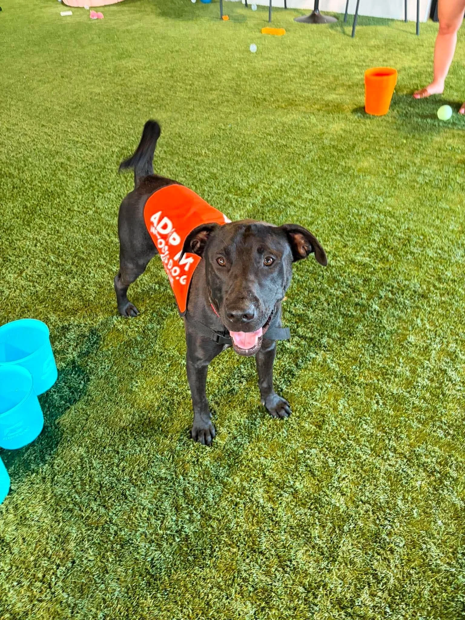 notorious-dog-rescue-cash-06.jpg