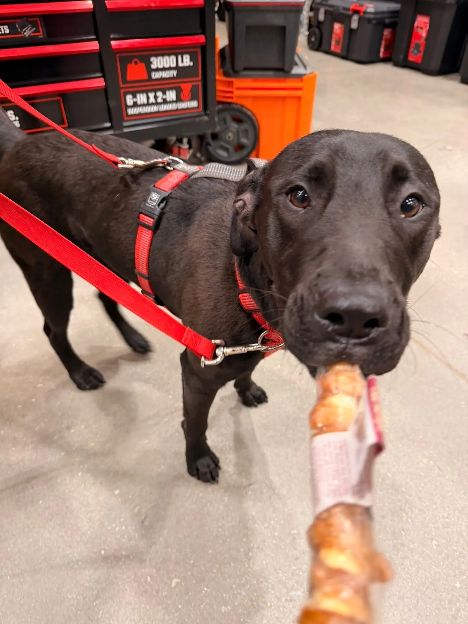 notorious-dog-rescue-cash-07.jpg