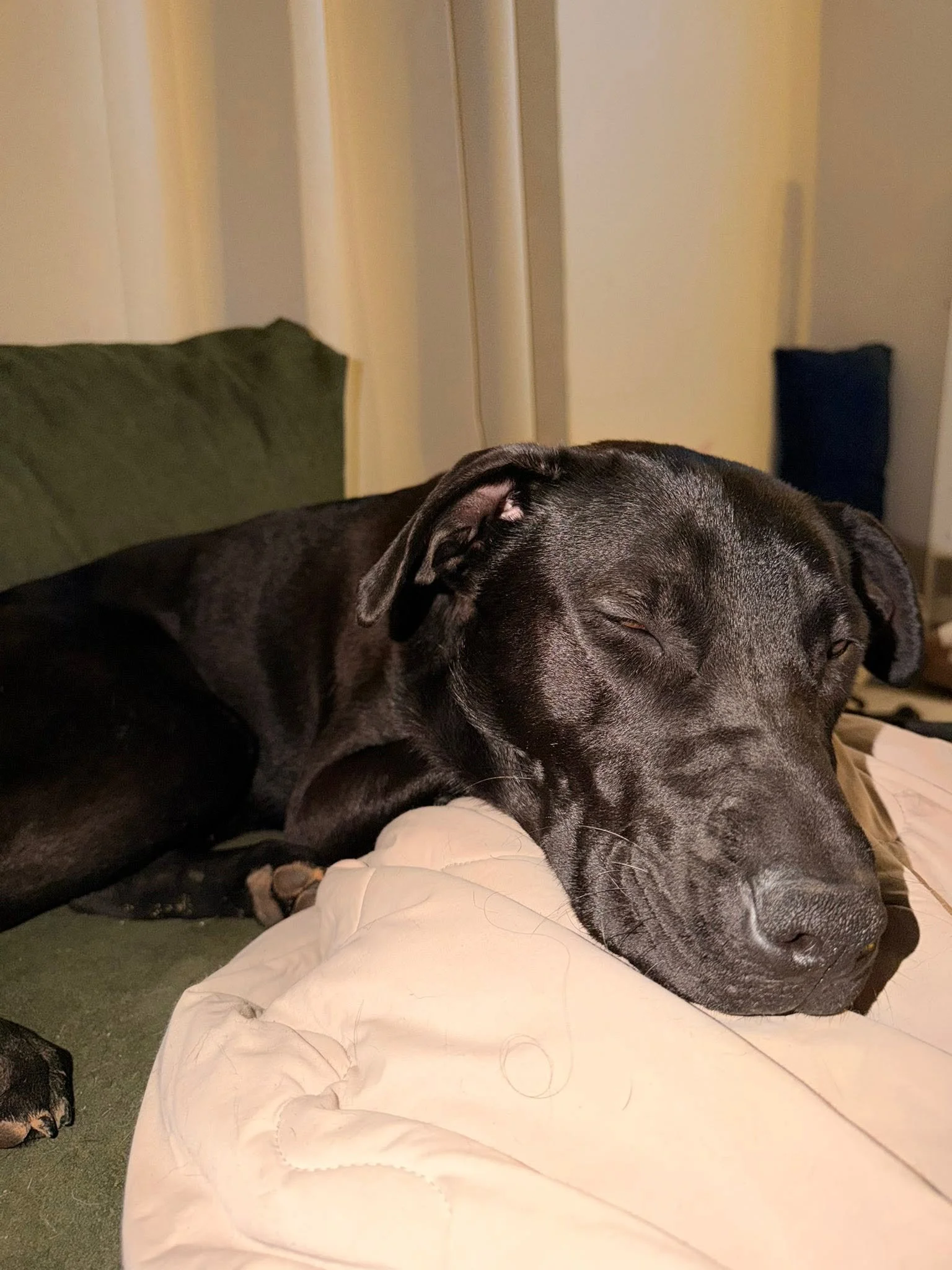 notorious-dog-rescue-cash-10.jpg