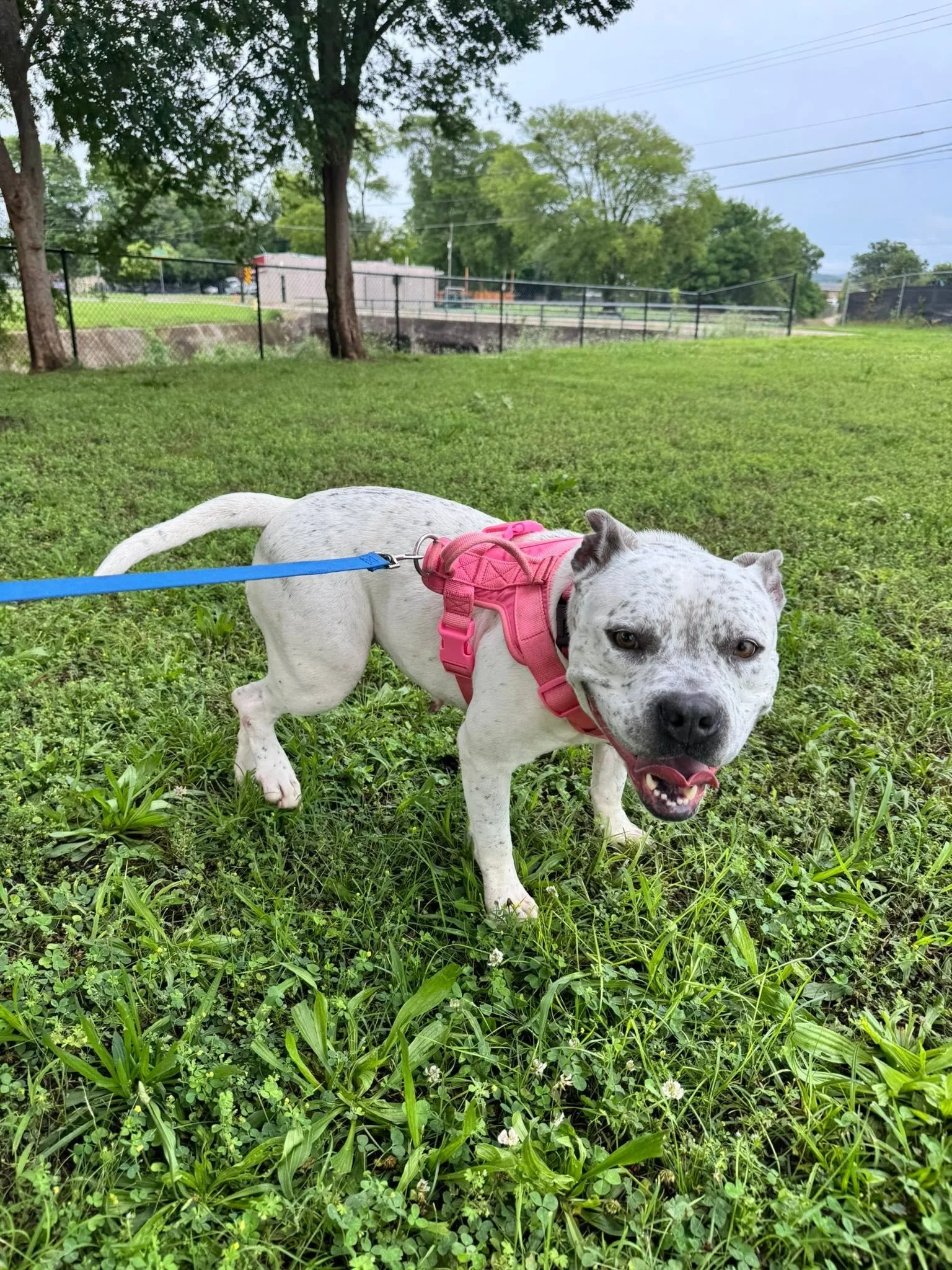 notorious-dog-rescue-pixie-03.jpg