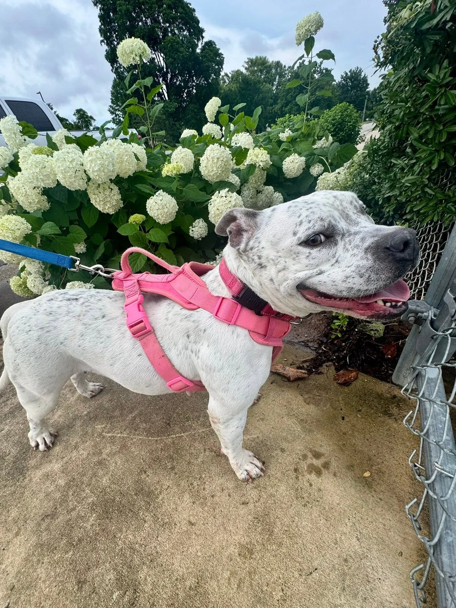 notorious-dog-rescue-pixie-04.jpg