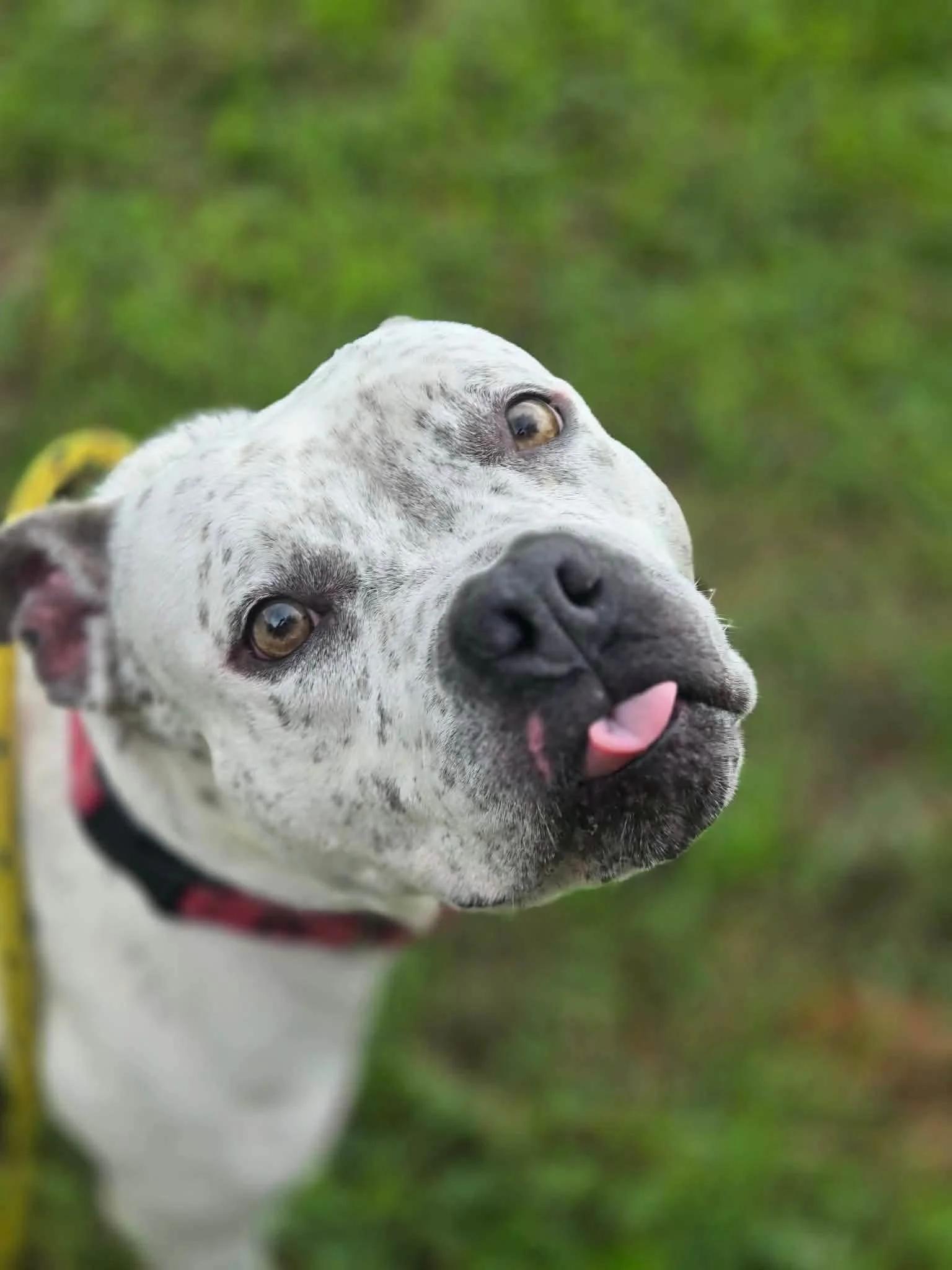 notorious-dog-rescue-pixie-06.jpg