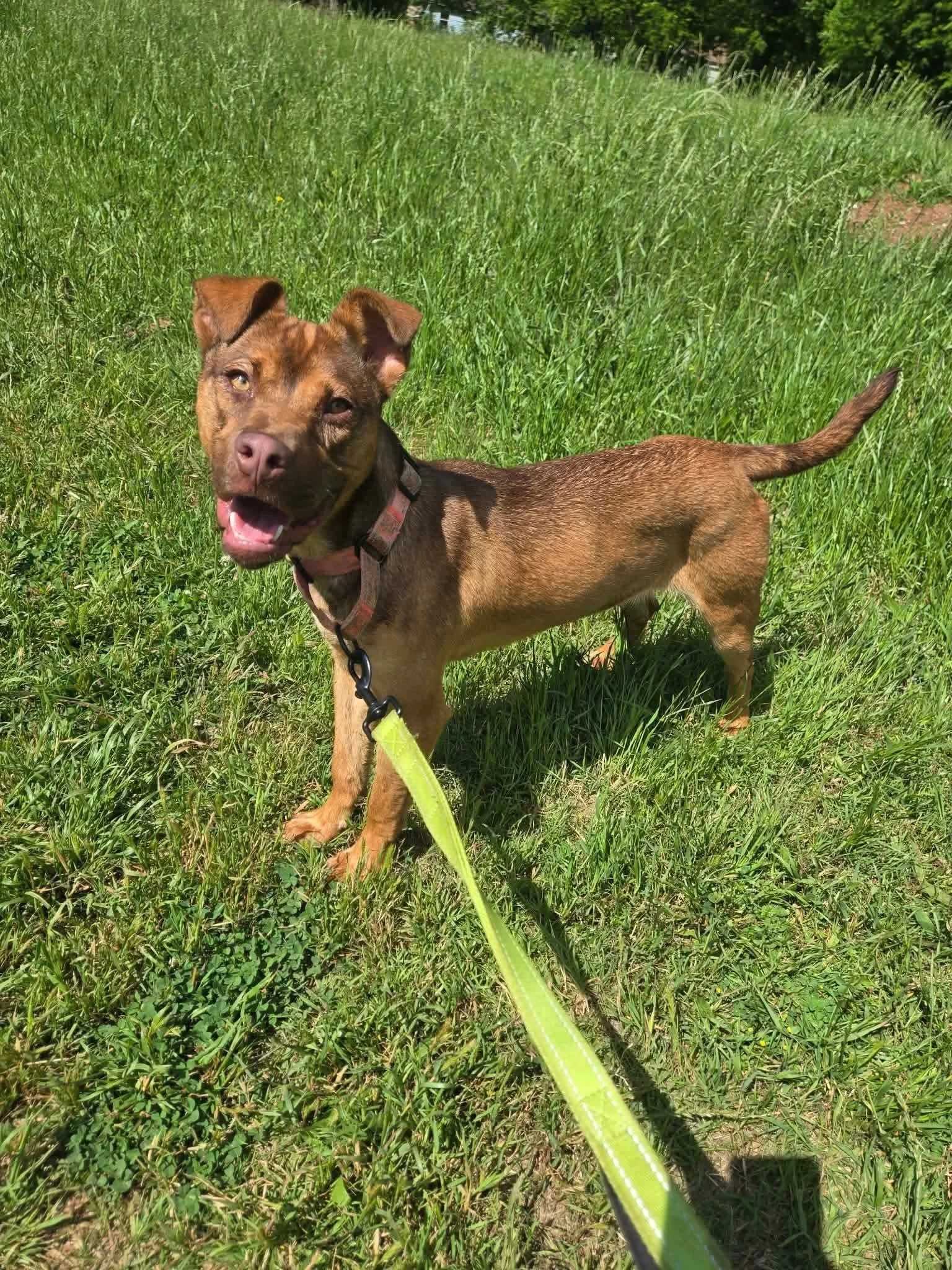 notorious-dog-rescue-blair-02.jpg