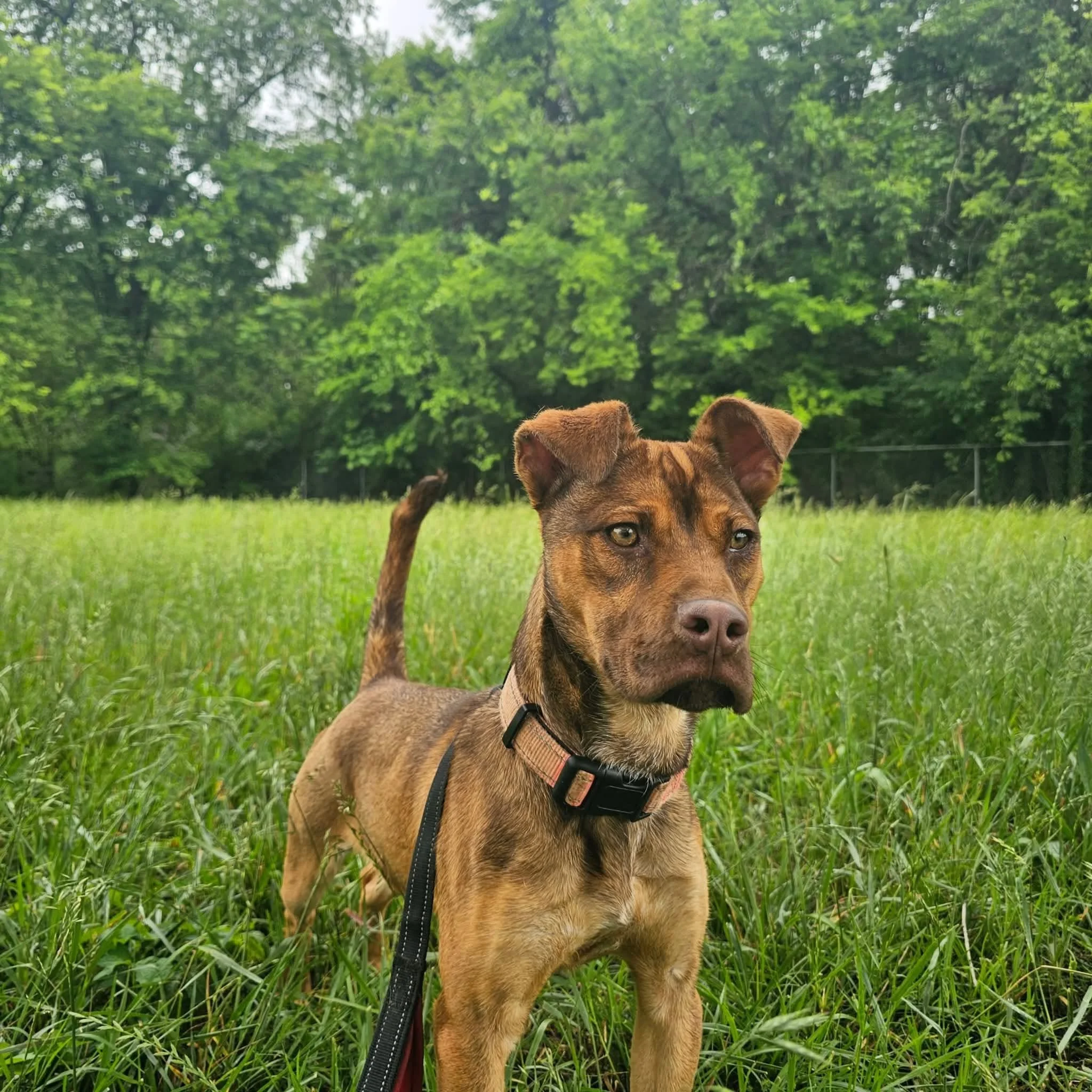 notorious-dog-rescue-blair-12.jpg