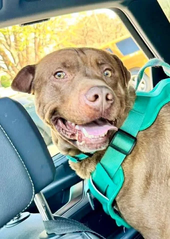 notorious-dog-rescue-ham-02.jpg