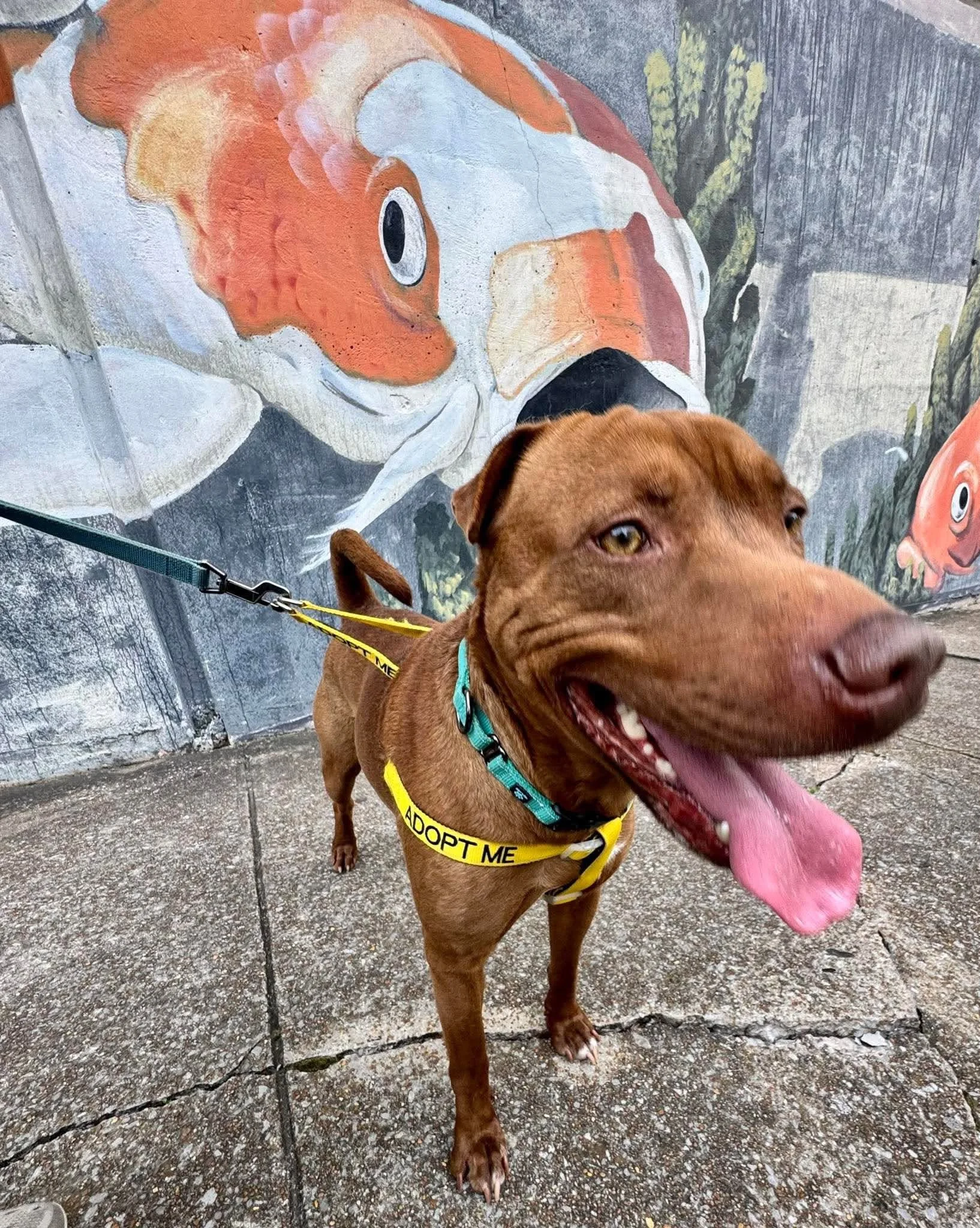 notorious-dog-rescue-ham-04.jpg