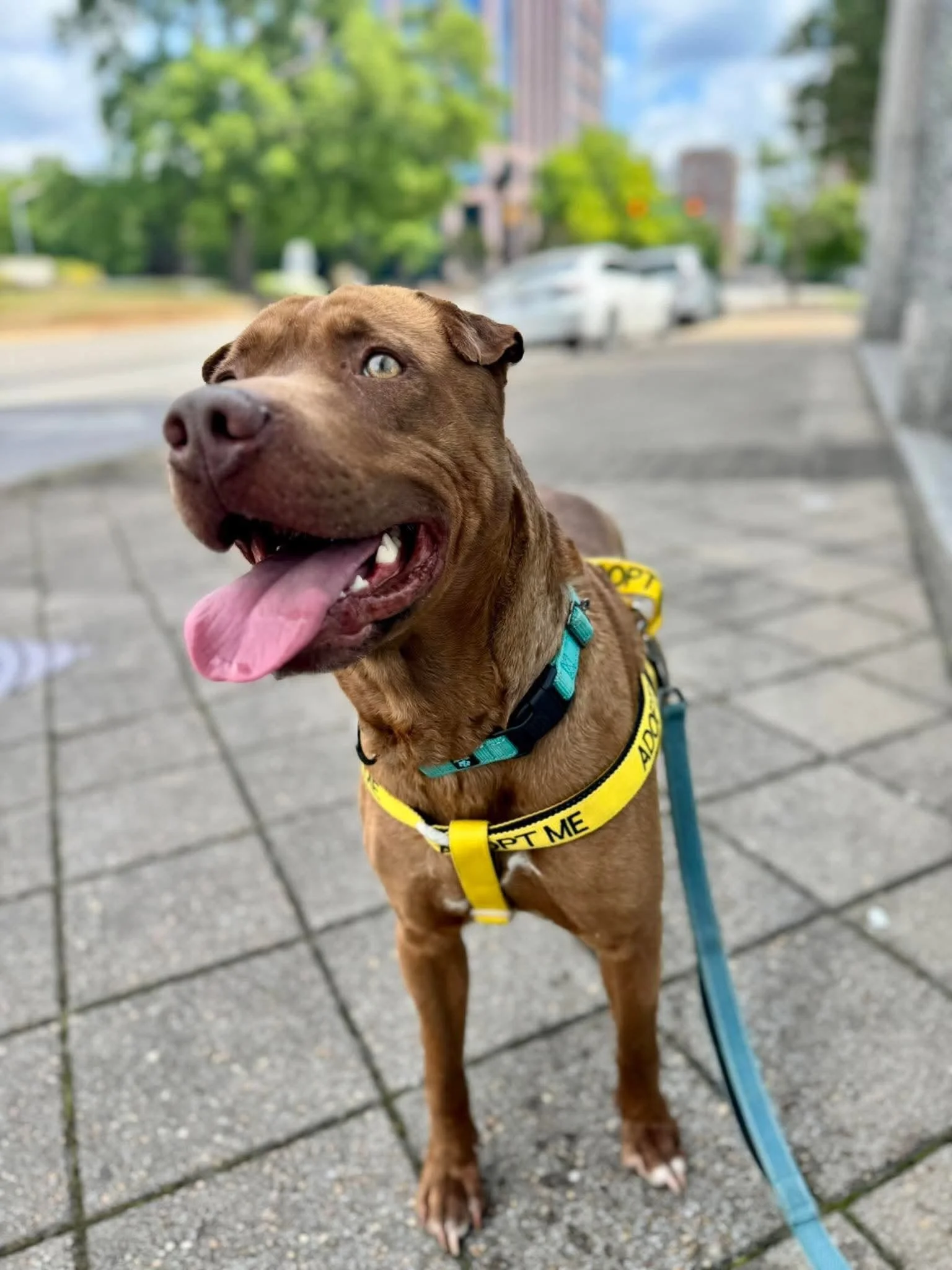 notorious-dog-rescue-ham-08.jpg