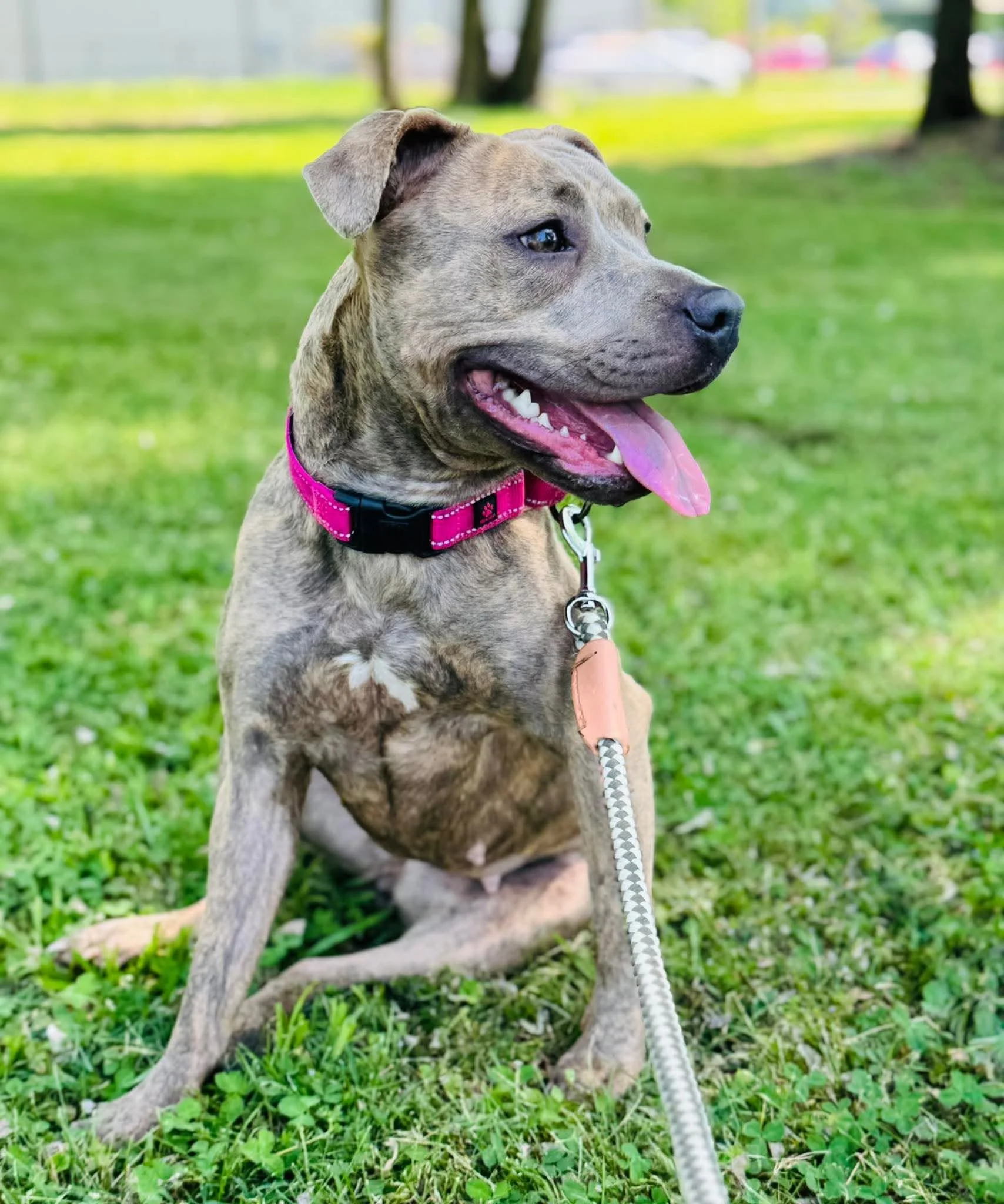 Stella