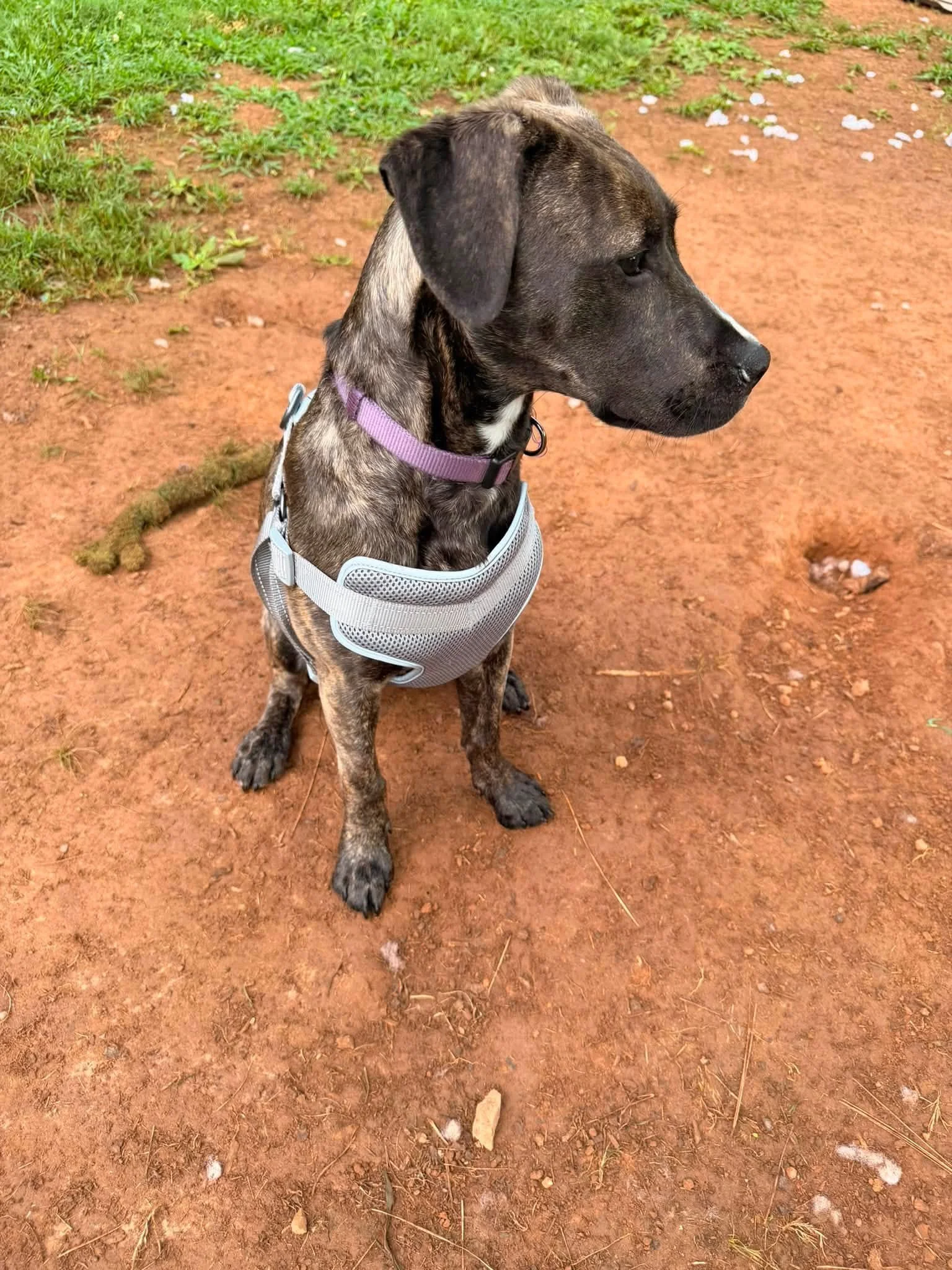 notorious-dog-rescue-flower-02.jpg