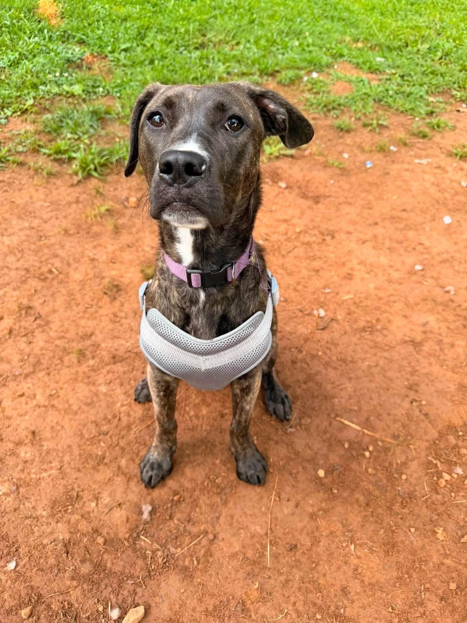 notorious-dog-rescue-flower-03.jpg