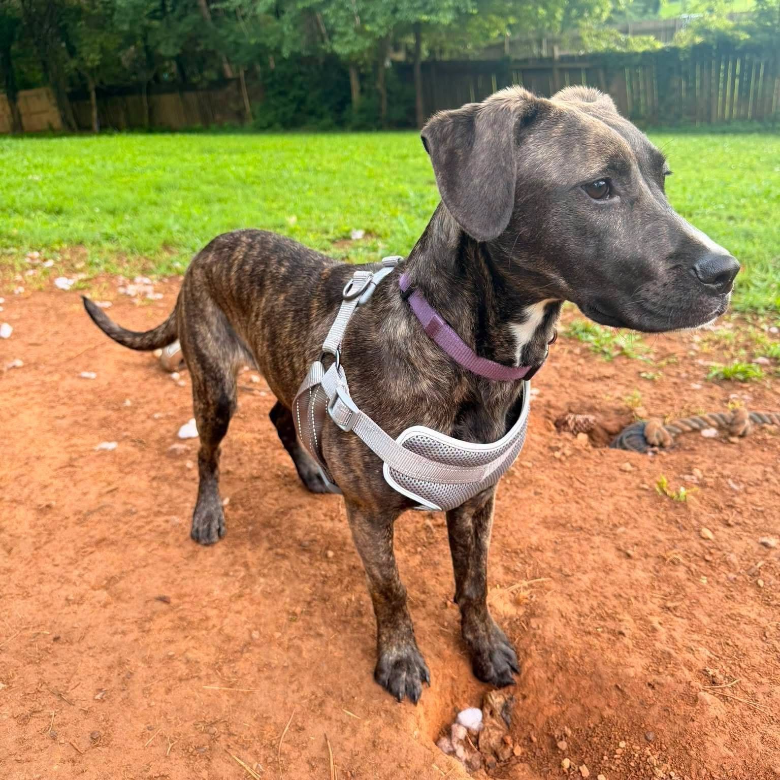 notorious-dog-rescue-flower-04.jpeg