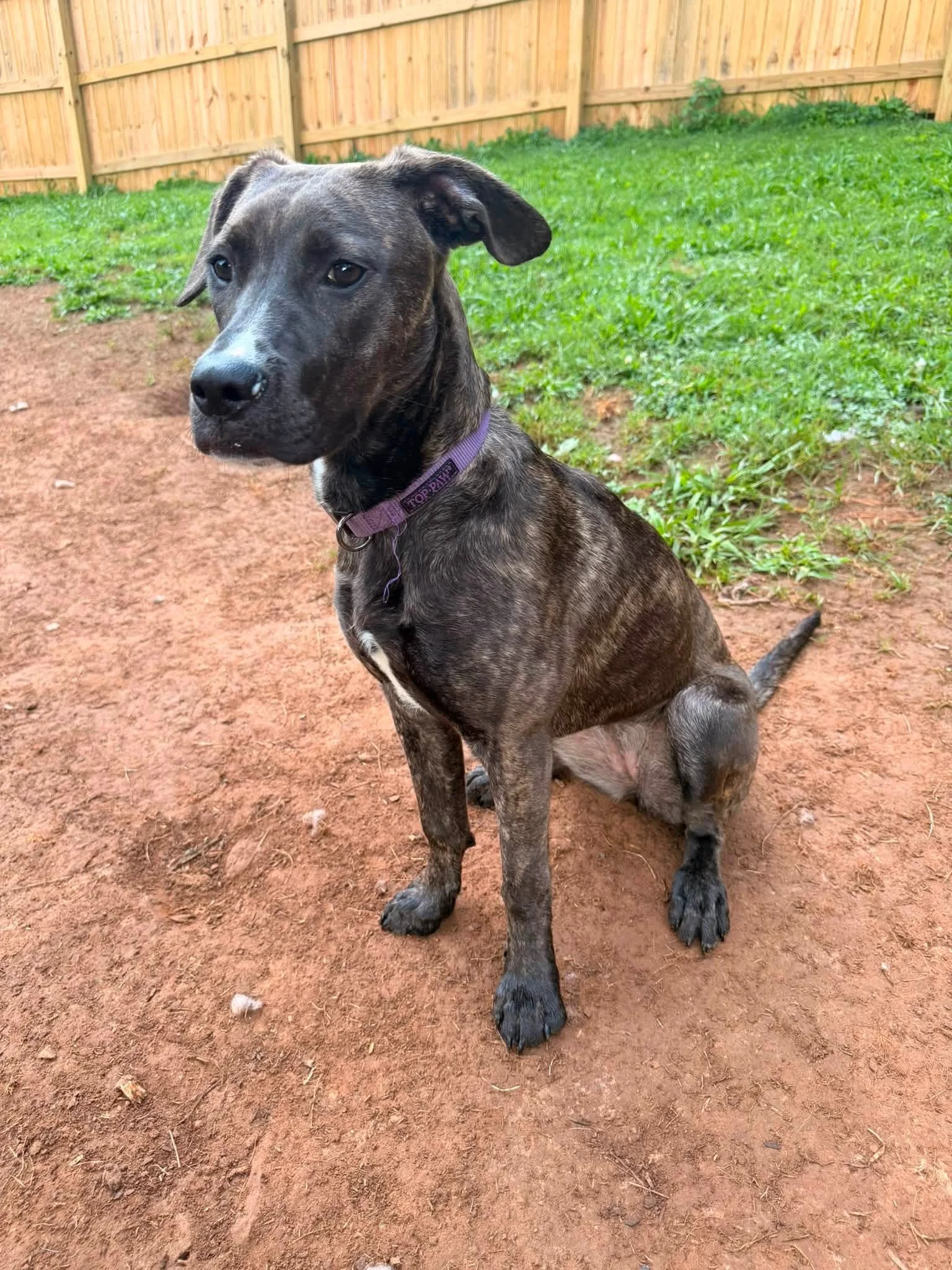 notorious-dog-rescue-flower-07.jpg
