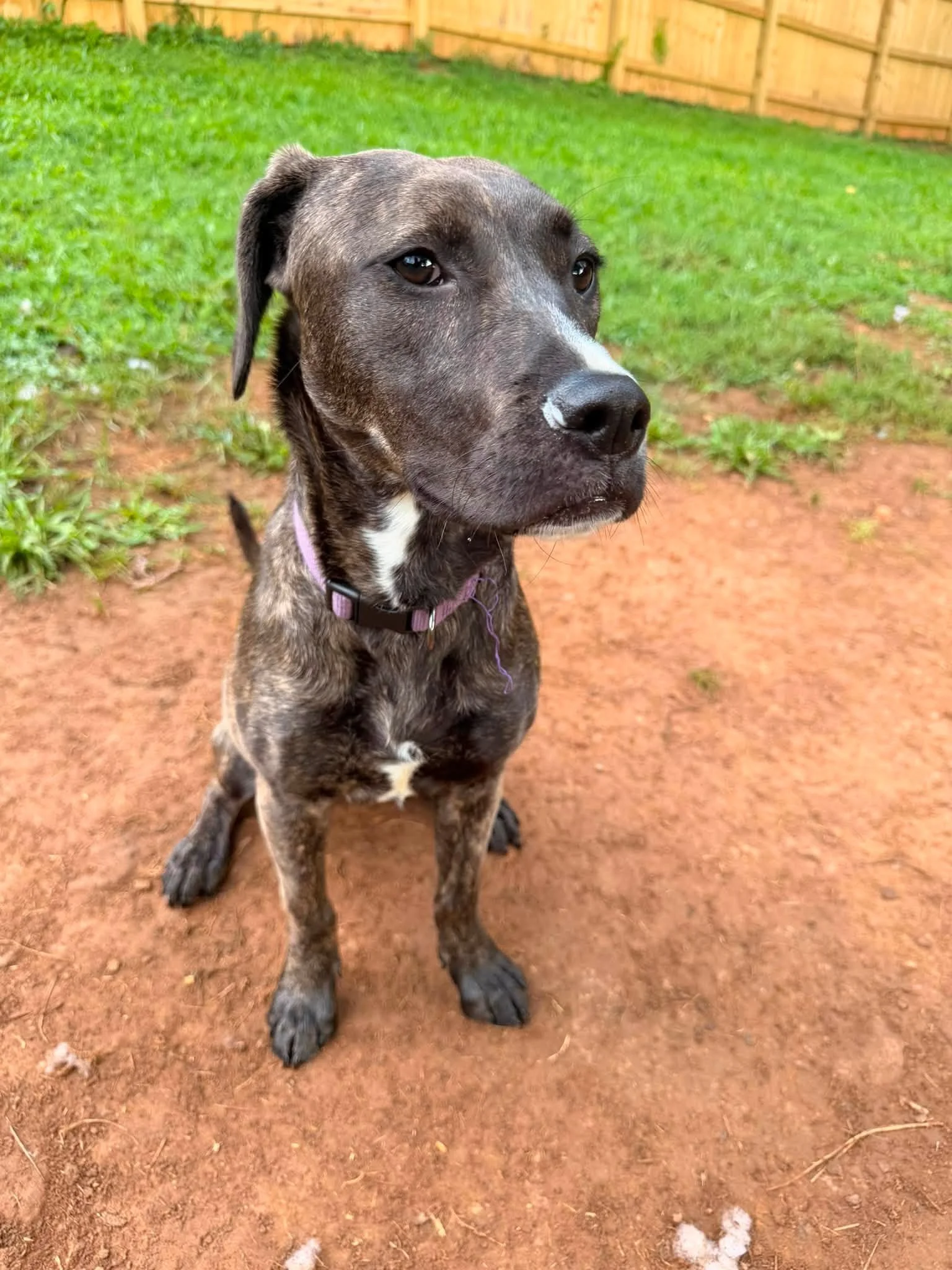 notorious-dog-rescue-flower-08.jpg