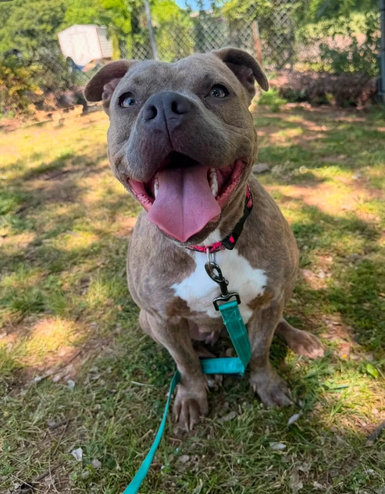 notorious-dog-rescue-tilly-01.jpg