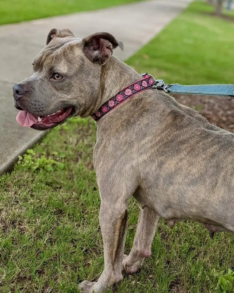 notorious-dog-rescue-tilly-04.jpg