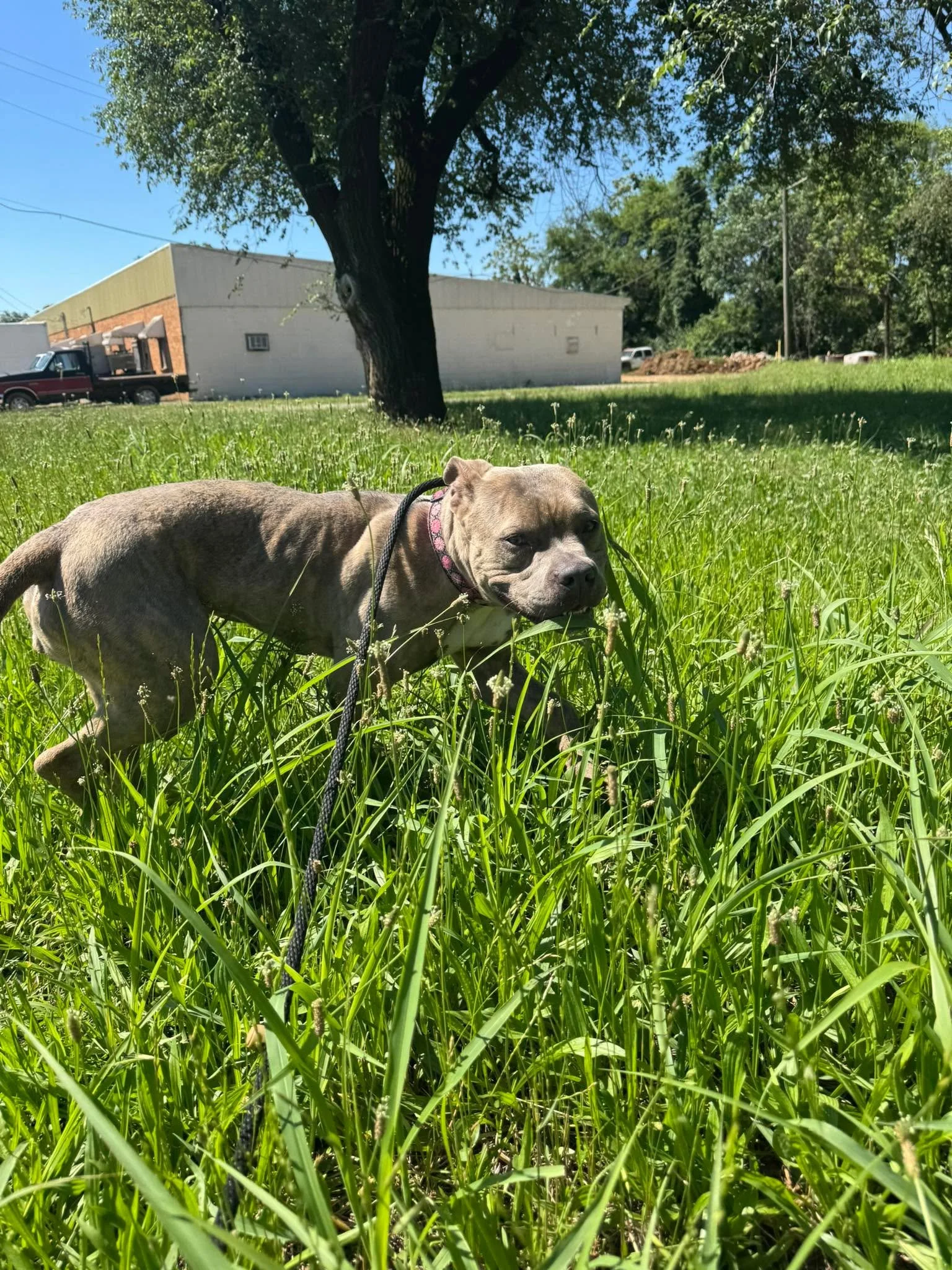 notorious-dog-rescue-tilly-05.jpg