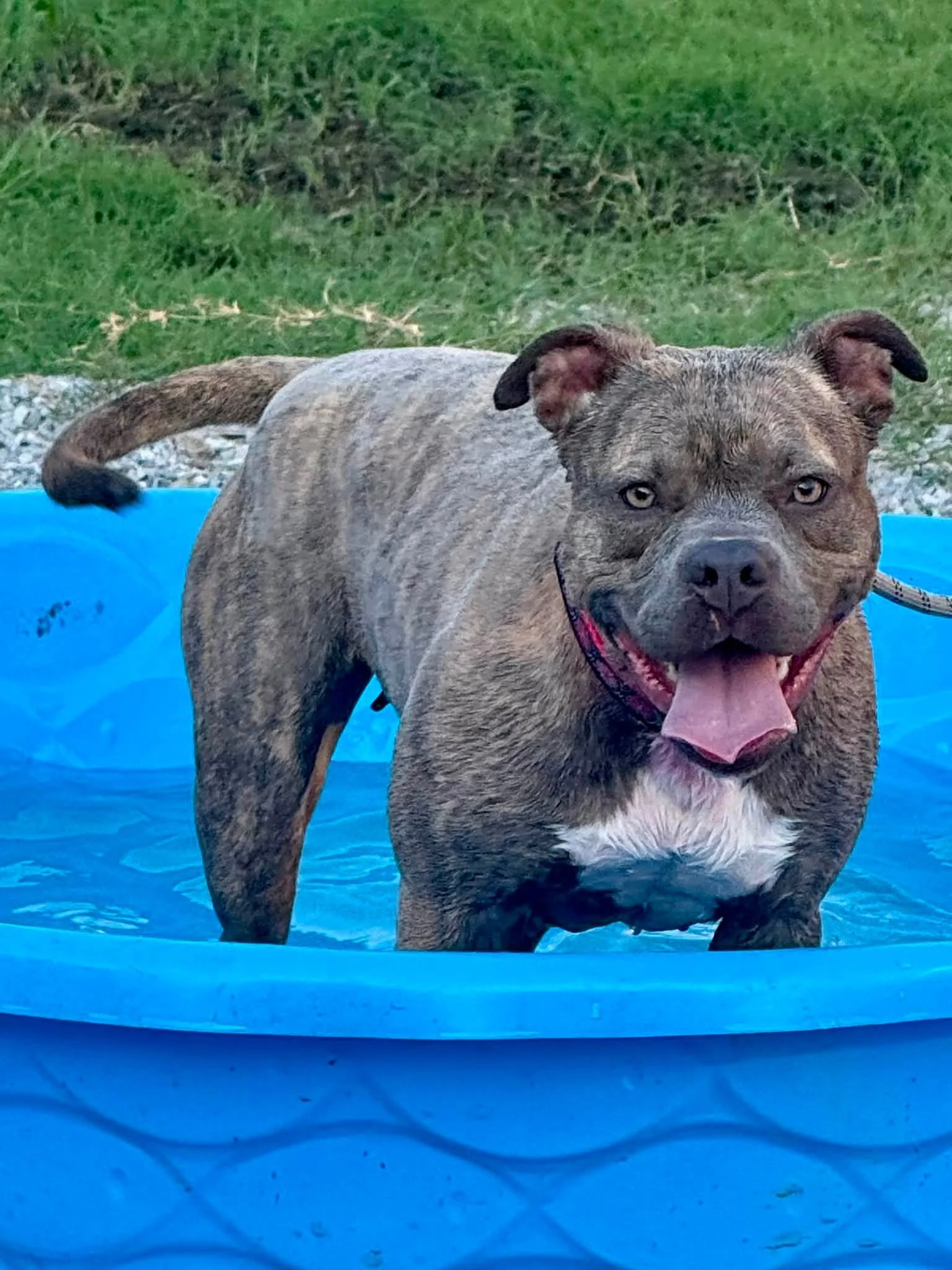notorious-dog-rescue-tilly-08.jpg