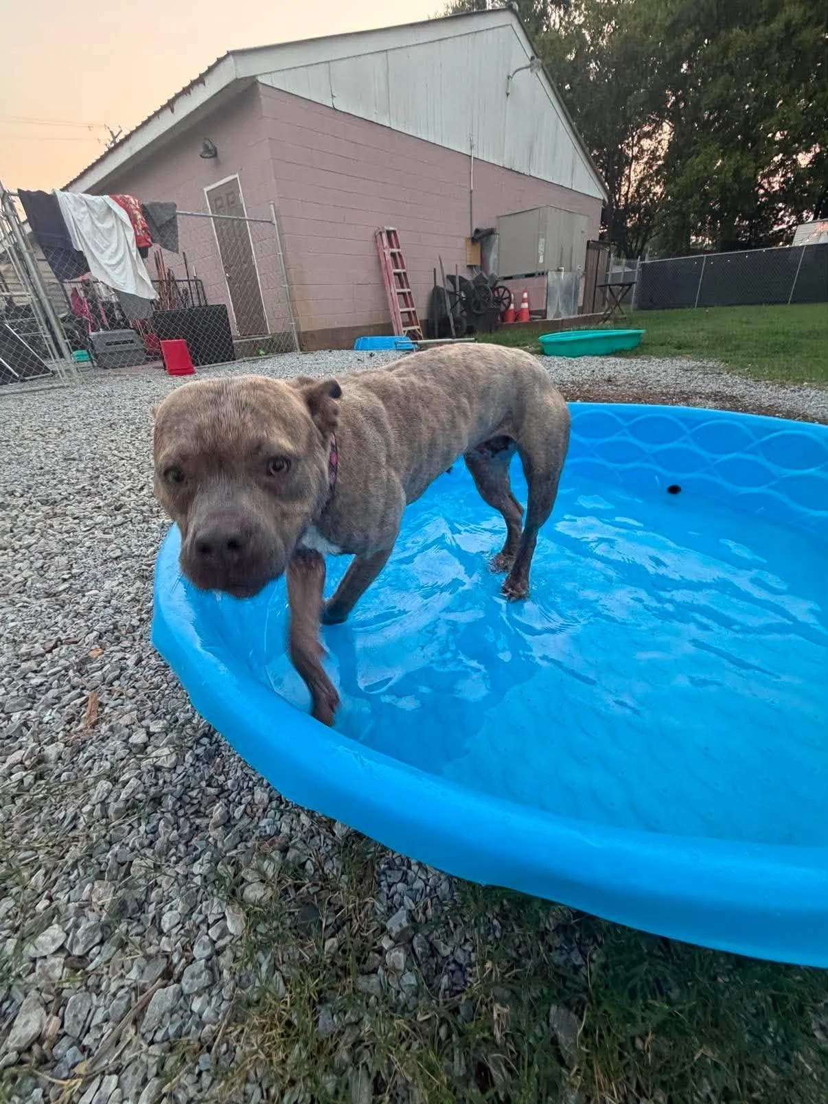 notorious-dog-rescue-tilly-09.jpg