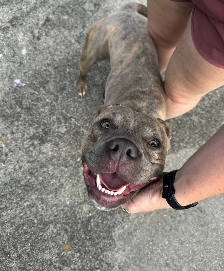 notorious-dog-rescue-tilly-11.png