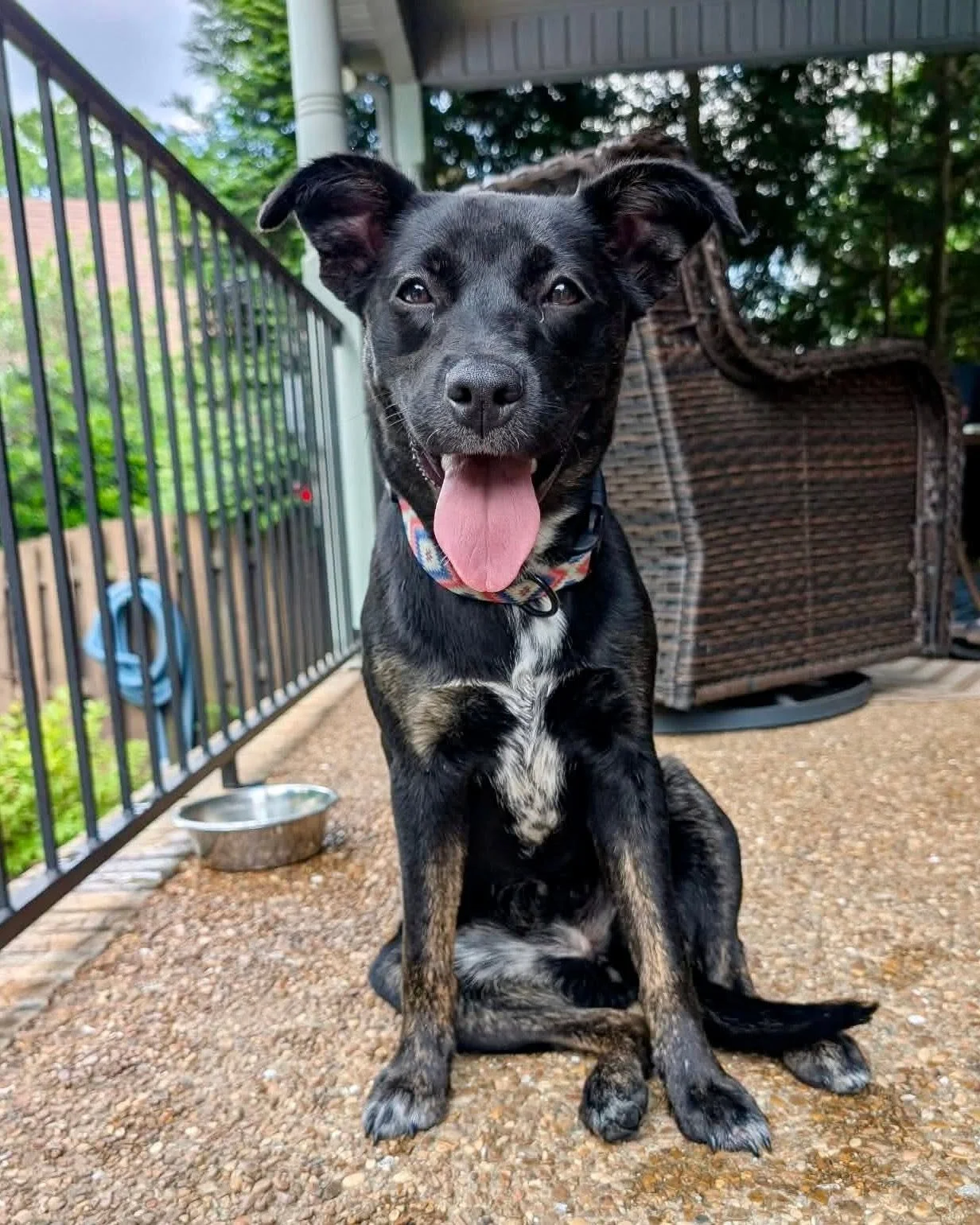 notorious-dog-rescue-zinnia-02.jpg