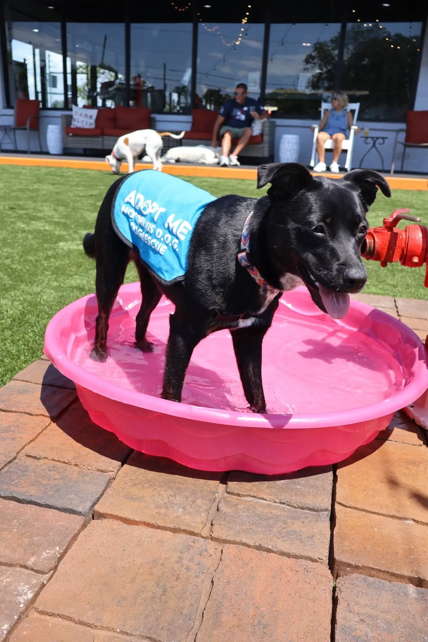 notorious-dog-rescue-zinnia-04.jpg