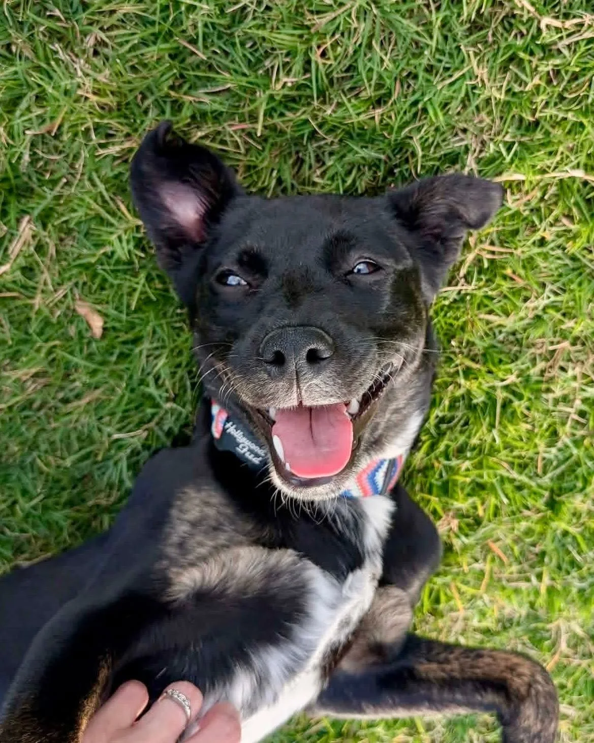 notorious-dog-rescue-zinnia-07.jpg