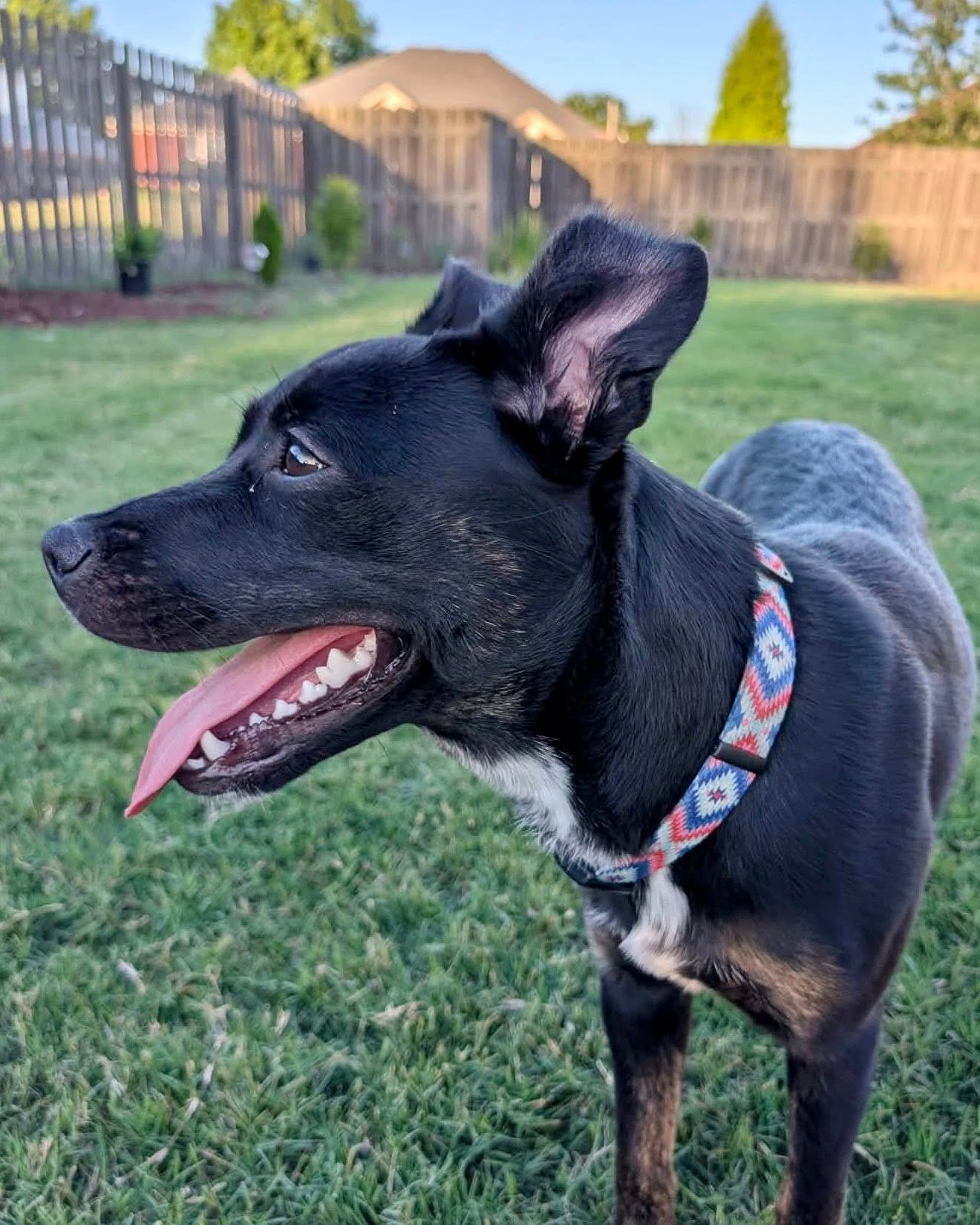 notorious-dog-rescue-zinnia-08.jpg