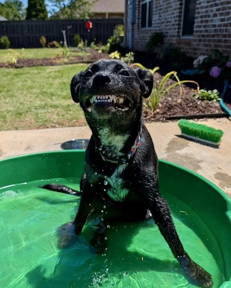 notorious-dog-rescue-zinnia-09.jpg