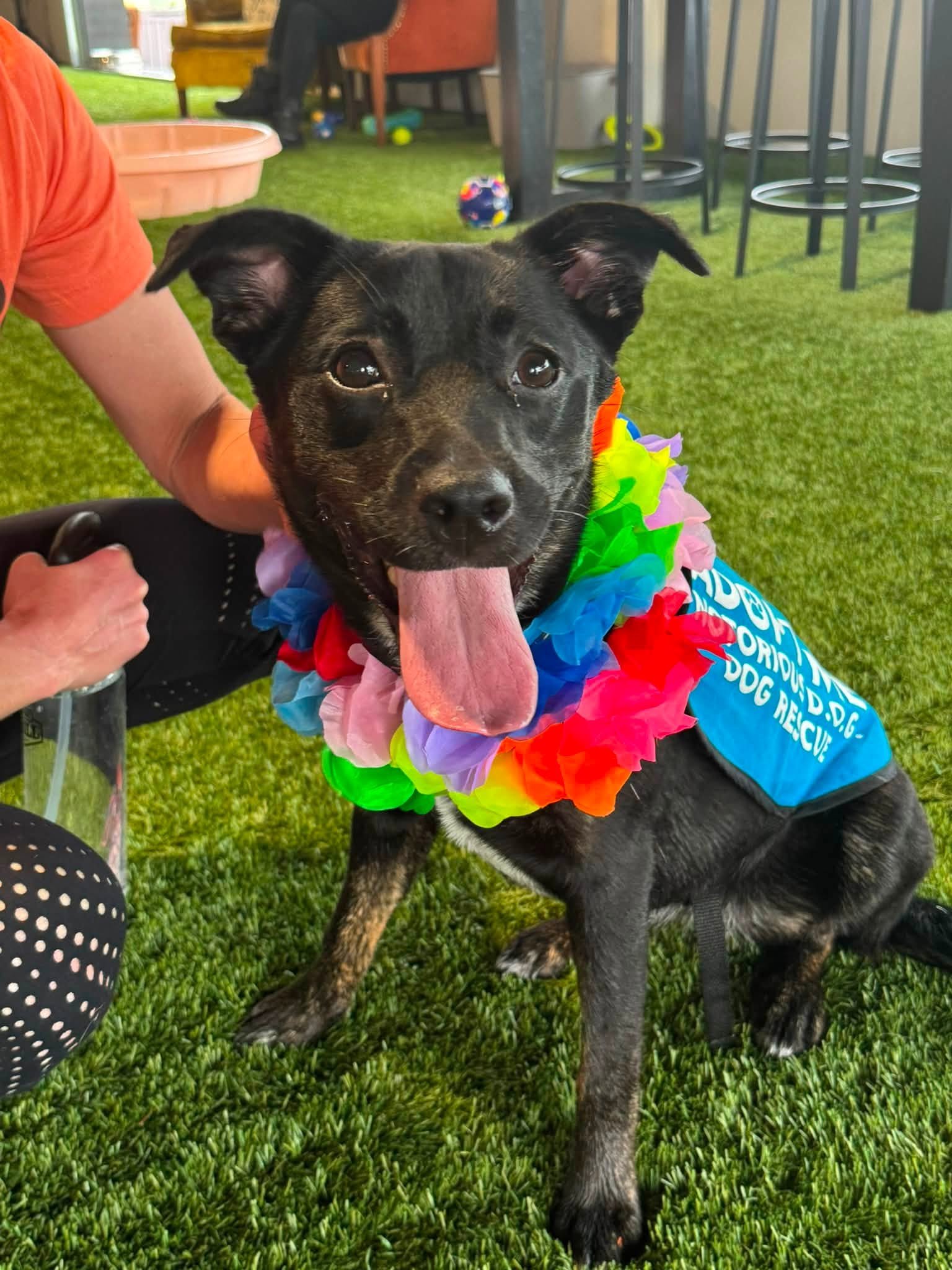 notorious-dog-rescue-zinnia-10.jpg