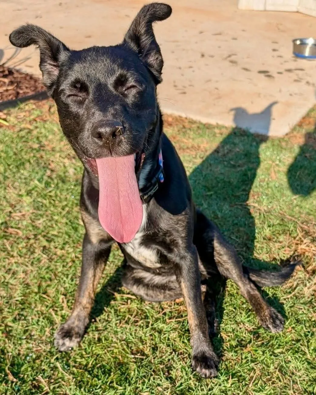 notorious-dog-rescue-zinnia-13.jpg